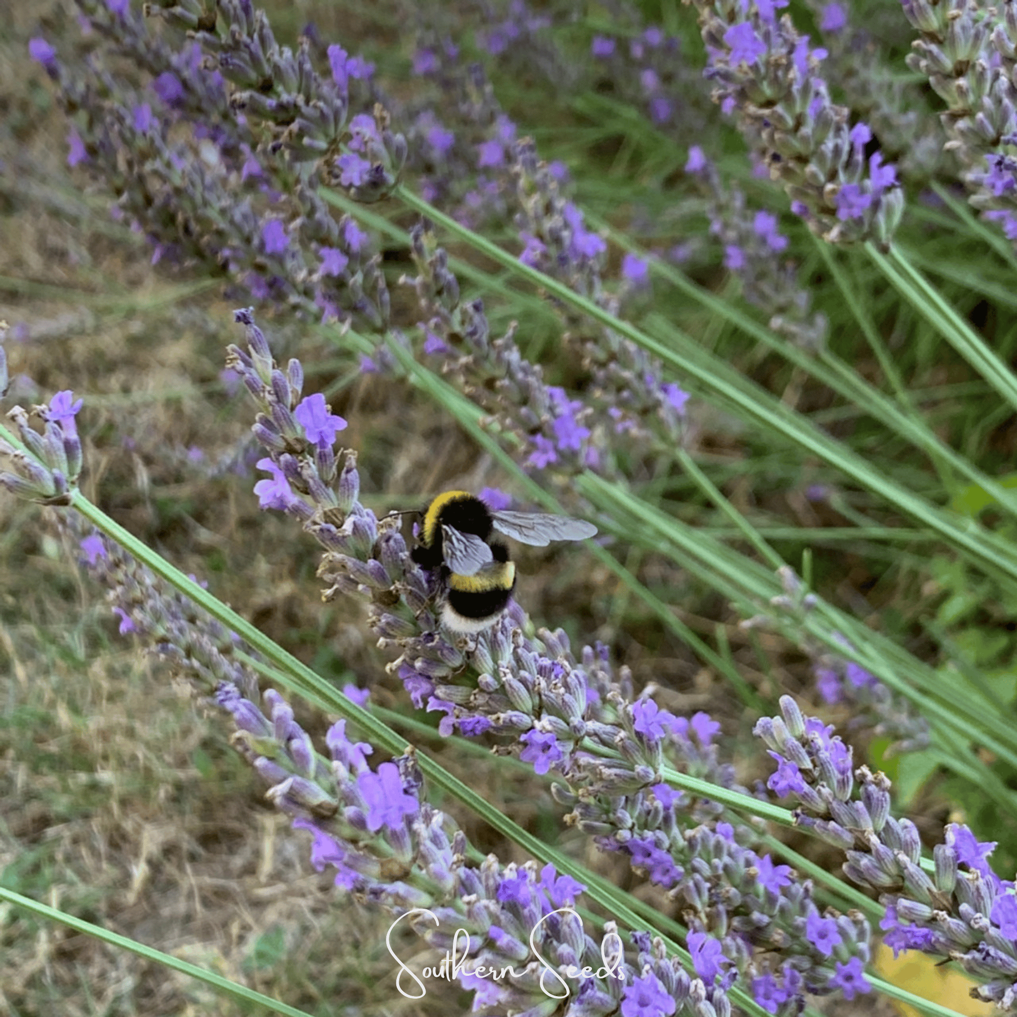 Lavender, Spike (Lavandula latifolia) - 100 Seeds seed packet from Seed Therapy – American - grown, heirloom seeds
