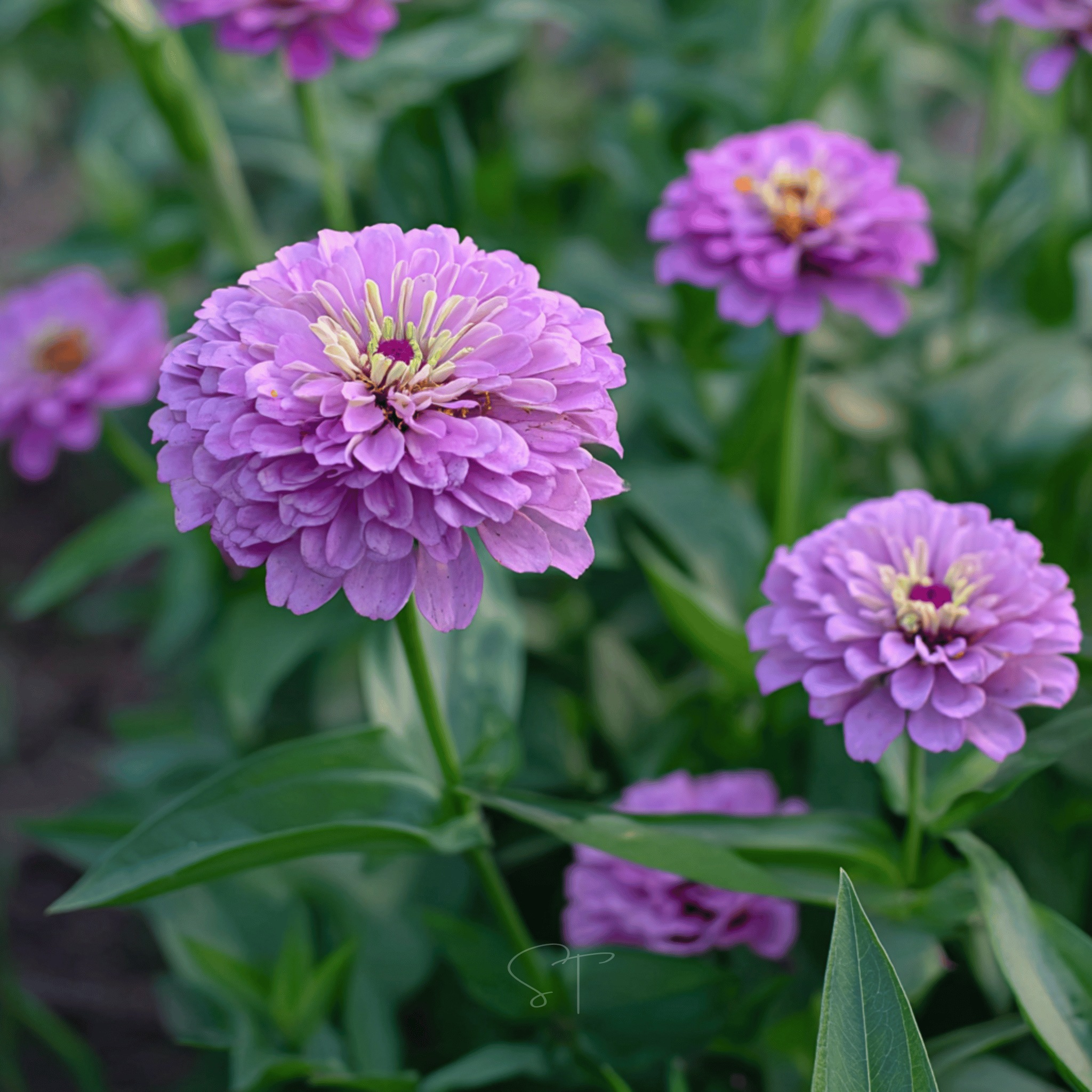 Lavender Zinnia – 100 Seeds seed packet from Seed Therapy – American - grown, heirloom seeds