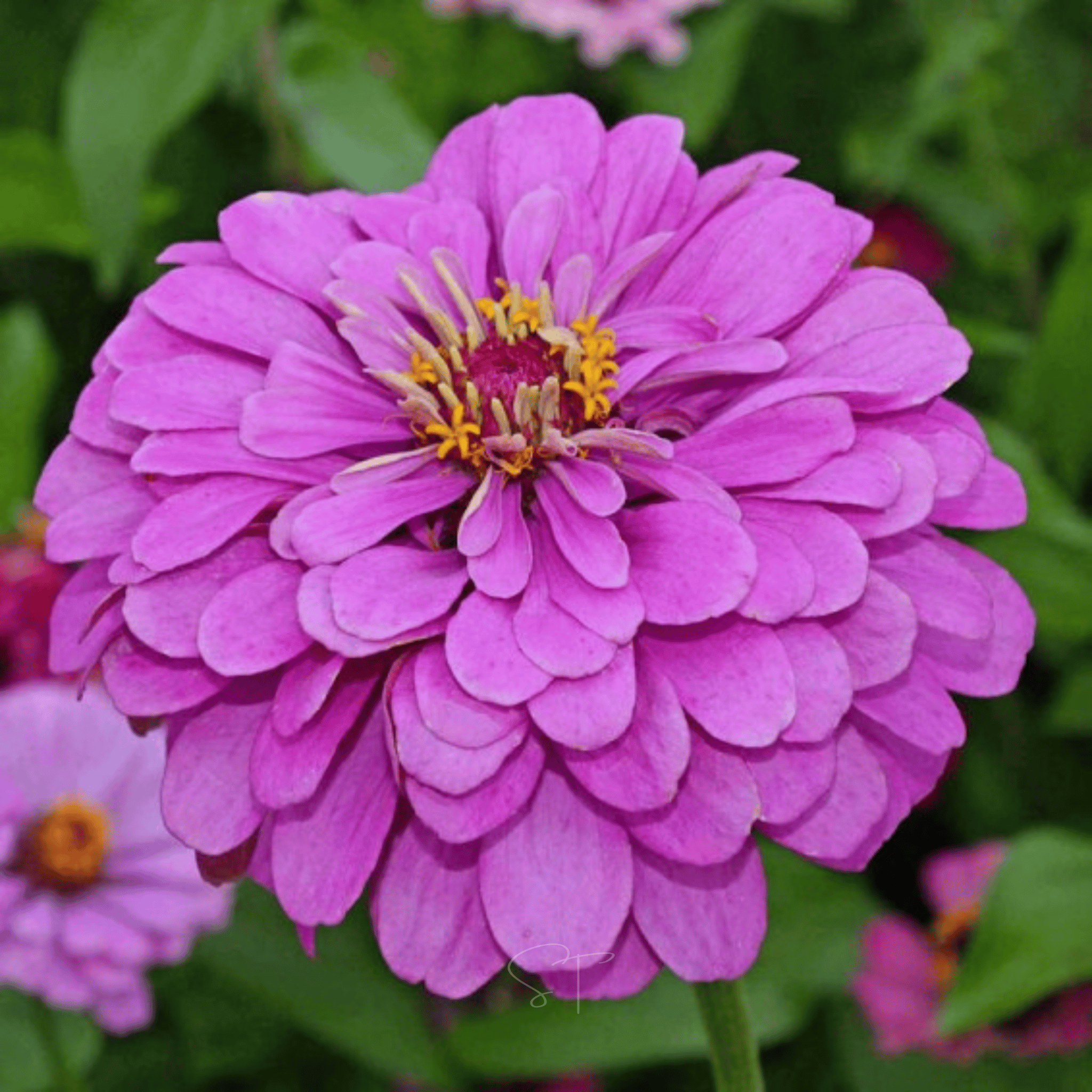Lavender Zinnia – 100 Seeds seed packet from Seed Therapy – American - grown, heirloom seeds