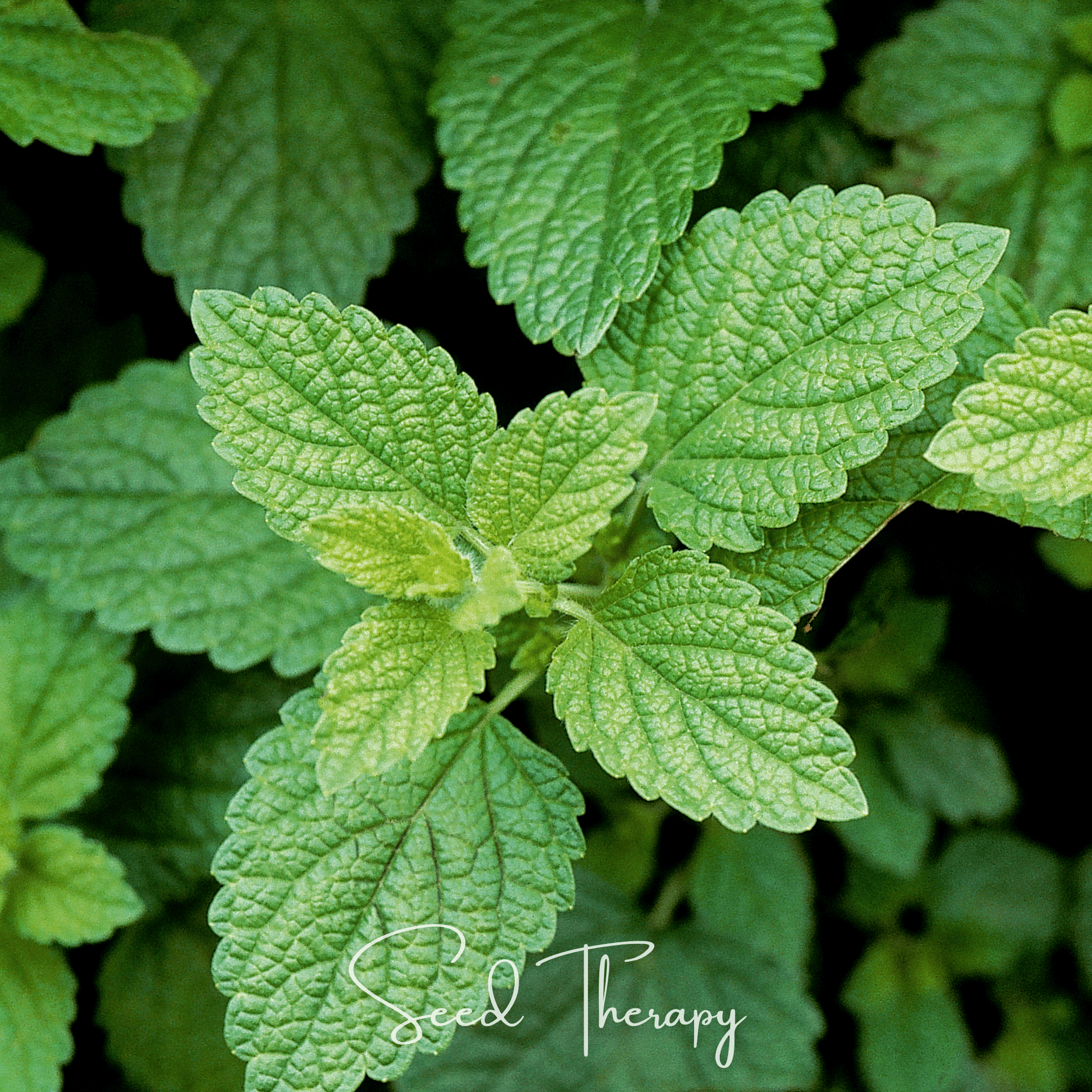 Lemon Balm (Melissa officinalis) - 100 Seeds seed packet from Seed Therapy – American - grown, heirloom seeds