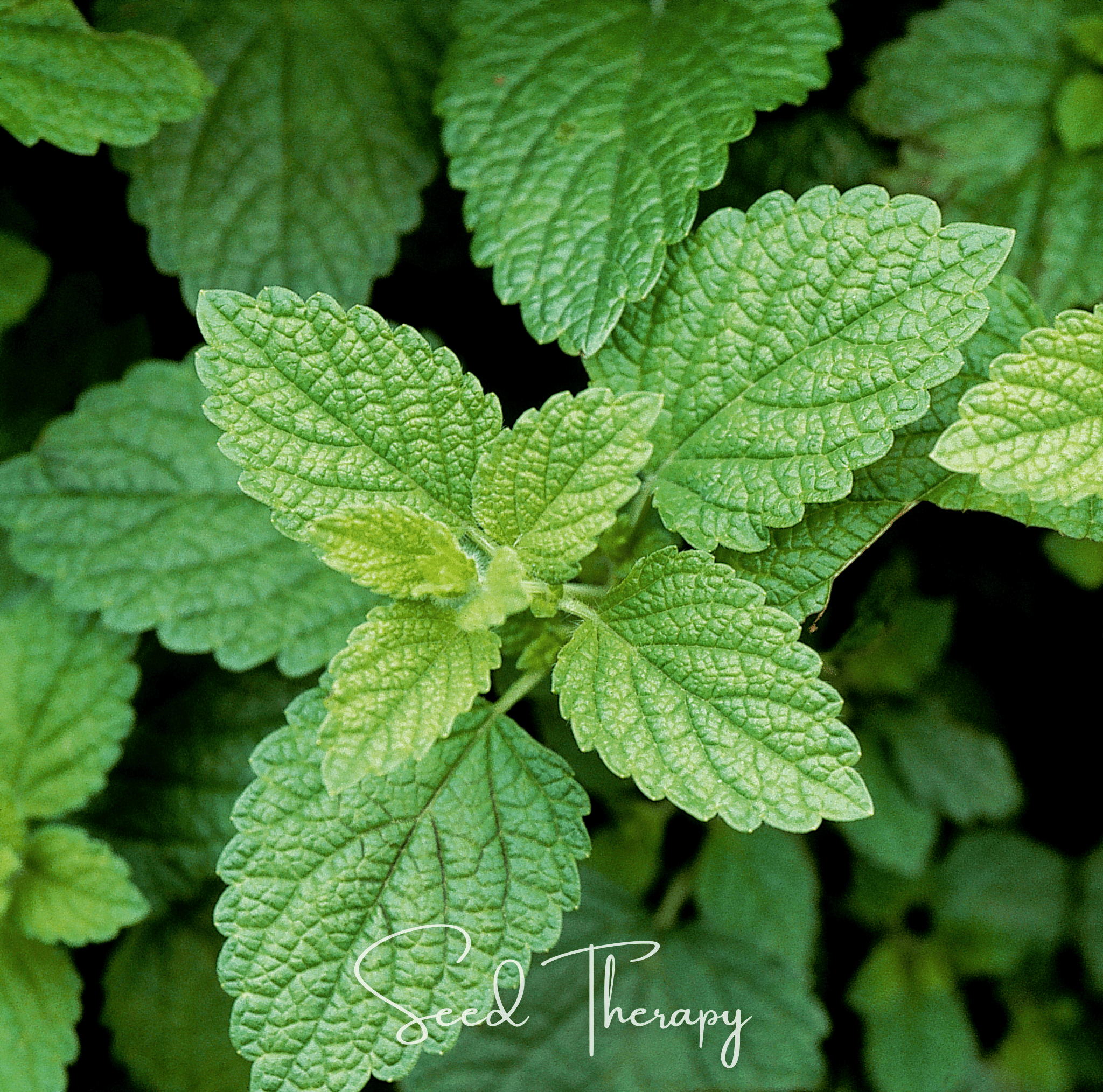 Lemon Balm (Melissa officinalis) - 100 Seeds seed packet from Seed Therapy – American - grown, heirloom seeds