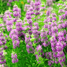 Lemon Bee Balm (Lemon Mint) – 100 Seeds seed packet from Seed Therapy – American - grown, heirloom seeds