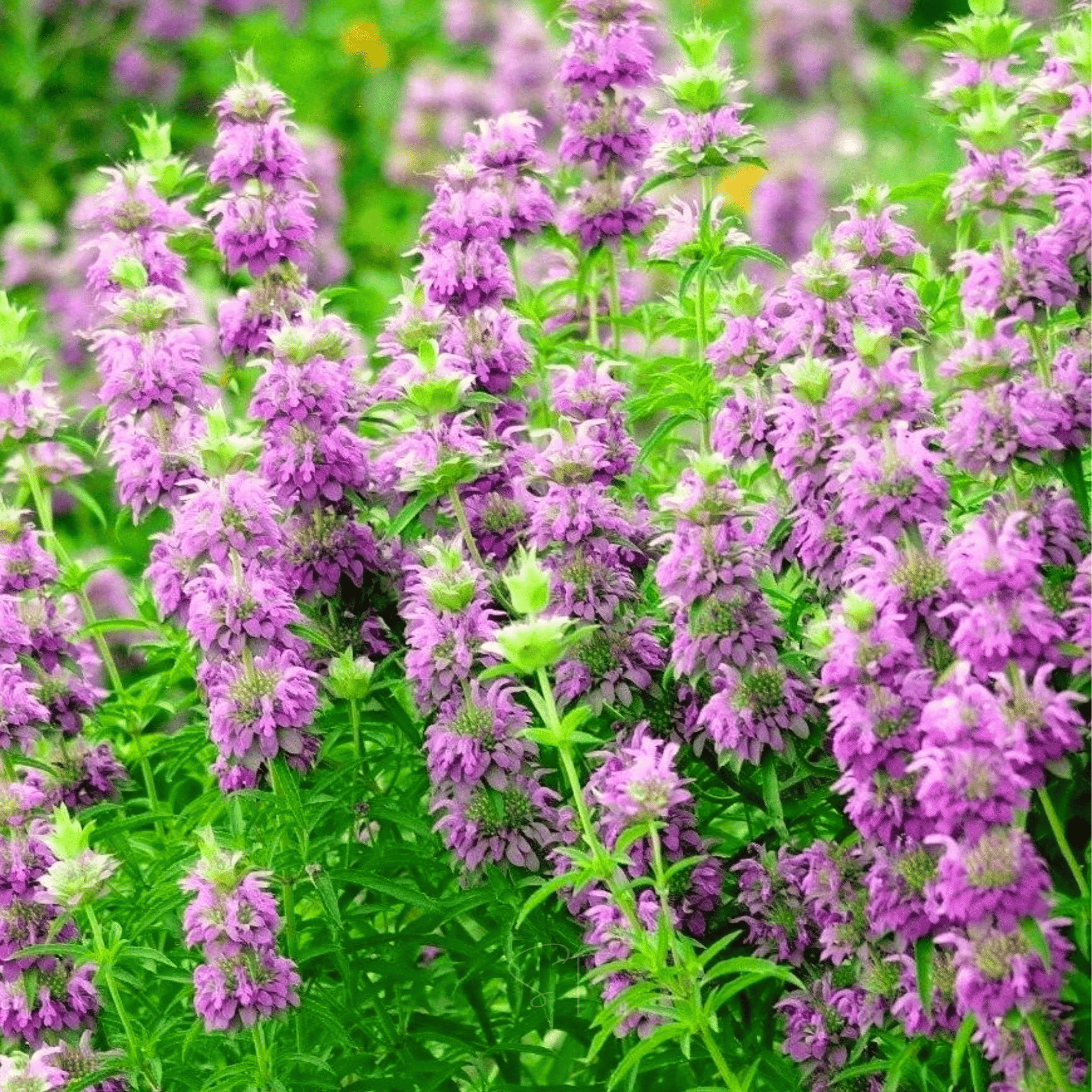 Lemon Bee Balm (Lemon Mint) – 100 Seeds seed packet from Seed Therapy – American - grown, heirloom seeds