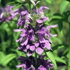 Lemon Bee Balm (Lemon Mint) – 100 Seeds seed packet from Seed Therapy – American - grown, heirloom seeds