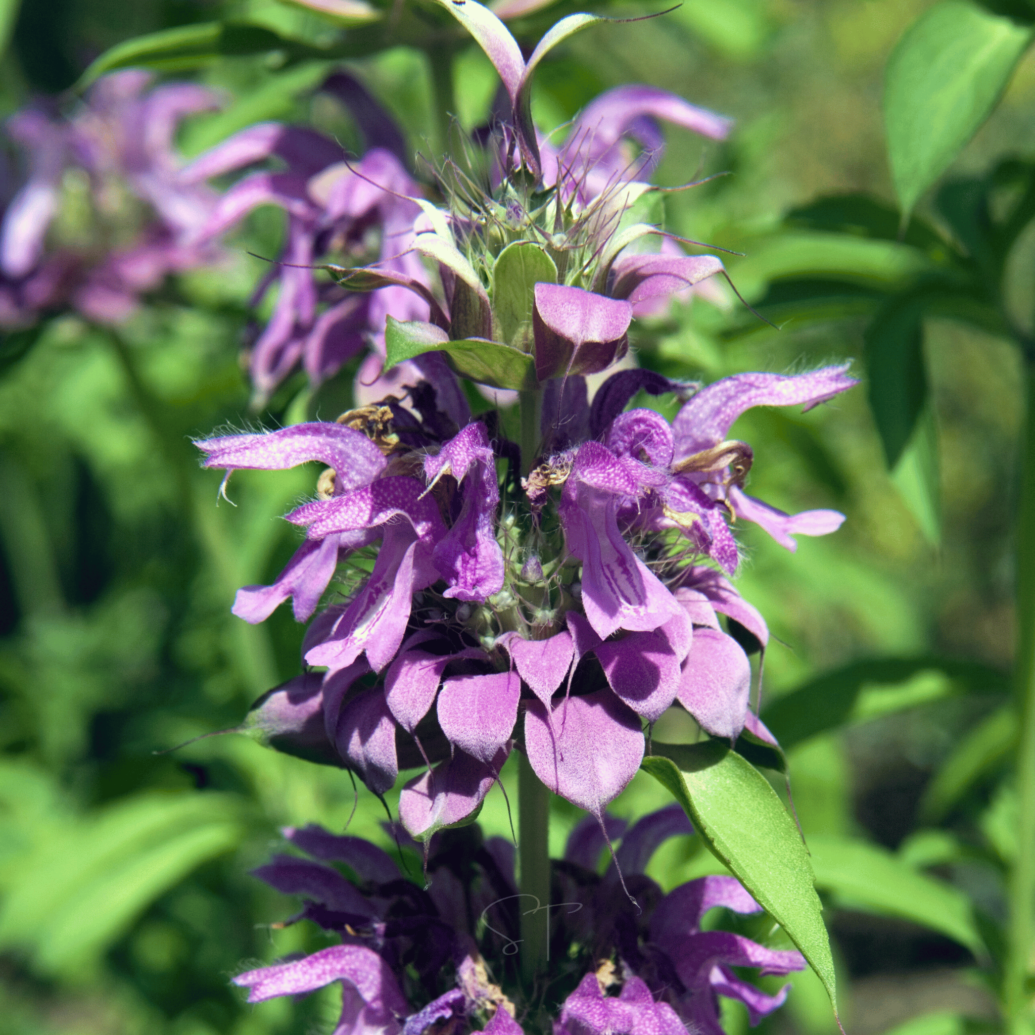 Lemon Bee Balm (Lemon Mint) – 100 Seeds seed packet from Seed Therapy – American - grown, heirloom seeds