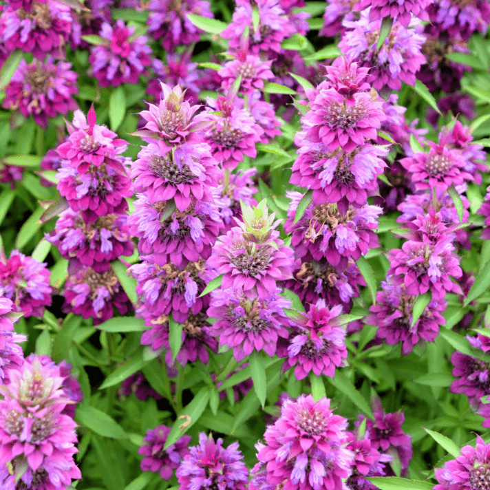 Lemon Bee Balm (Lemon Mint) – 100 Seeds seed packet from Seed Therapy – American - grown, heirloom seeds