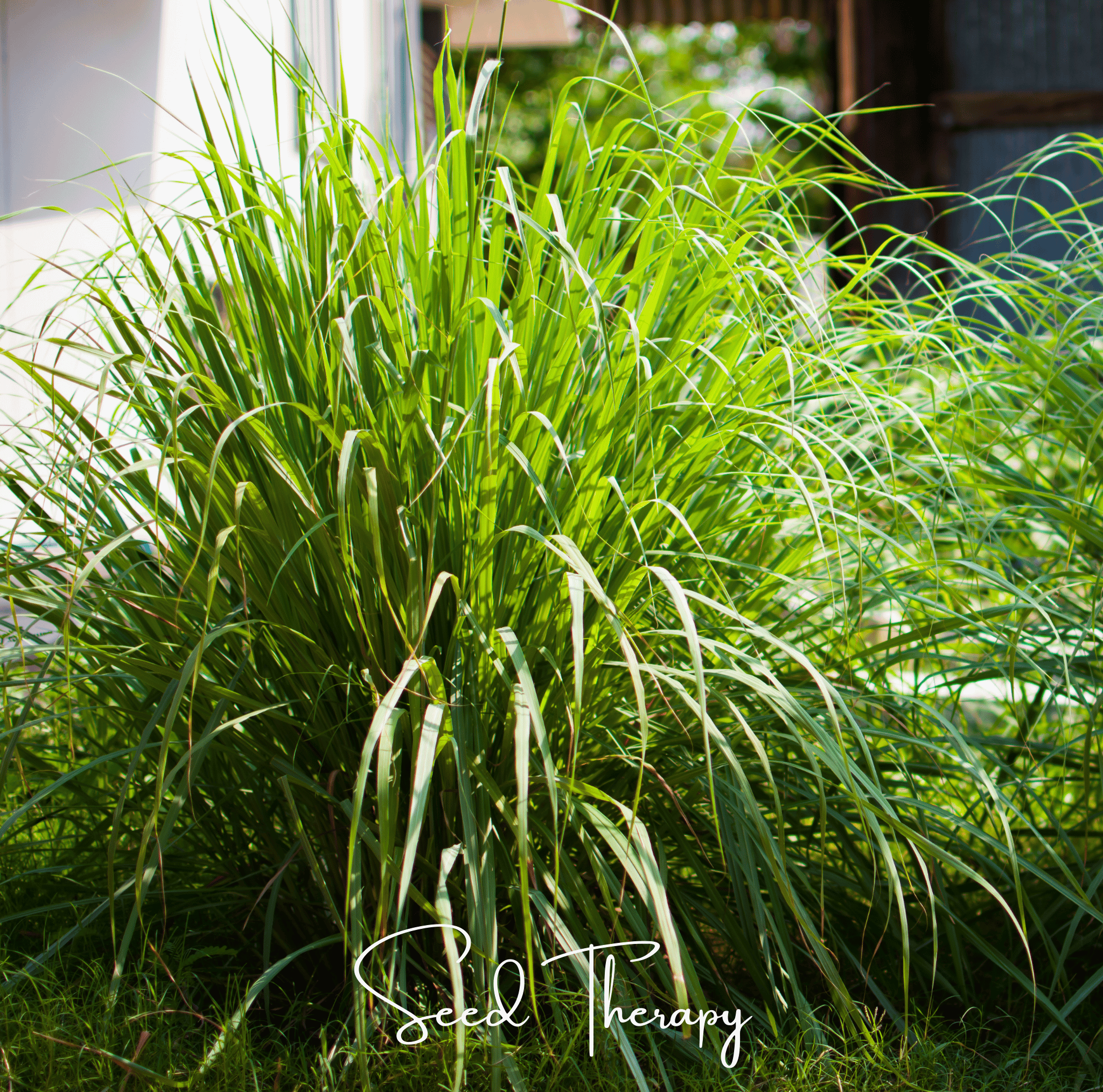 Lemon Grass (Cymbopogon flexuosus) - 100 Seeds seed packet from Seed Therapy – American - grown, heirloom seeds
