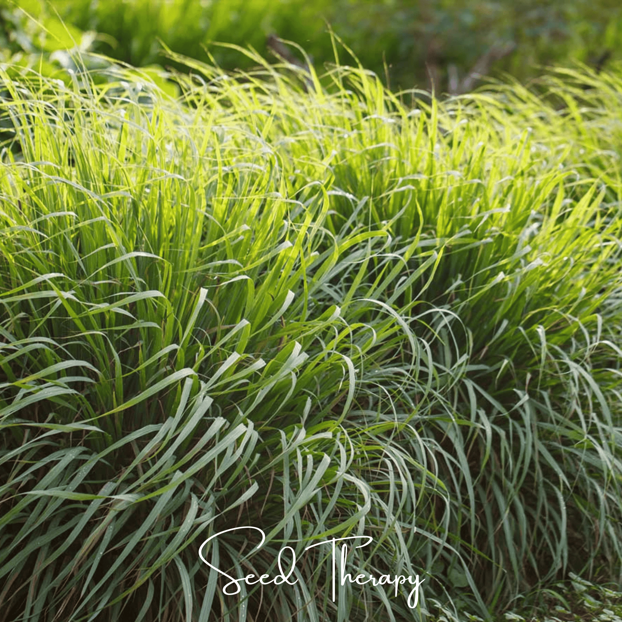 Lemon Grass (Cymbopogon flexuosus) - 100 Seeds seed packet from Seed Therapy – American - grown, heirloom seeds