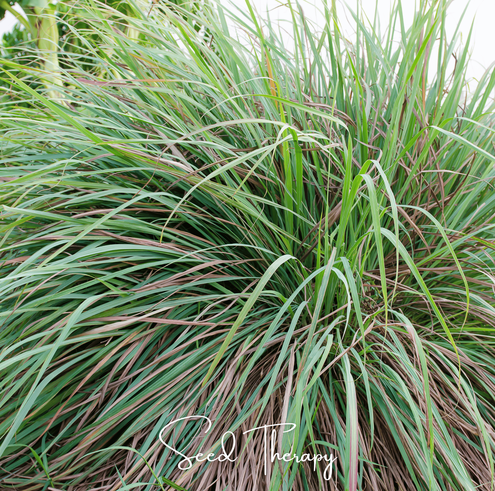 Lemon Grass (Cymbopogon flexuosus) - 100 Seeds seed packet from Seed Therapy – American - grown, heirloom seeds