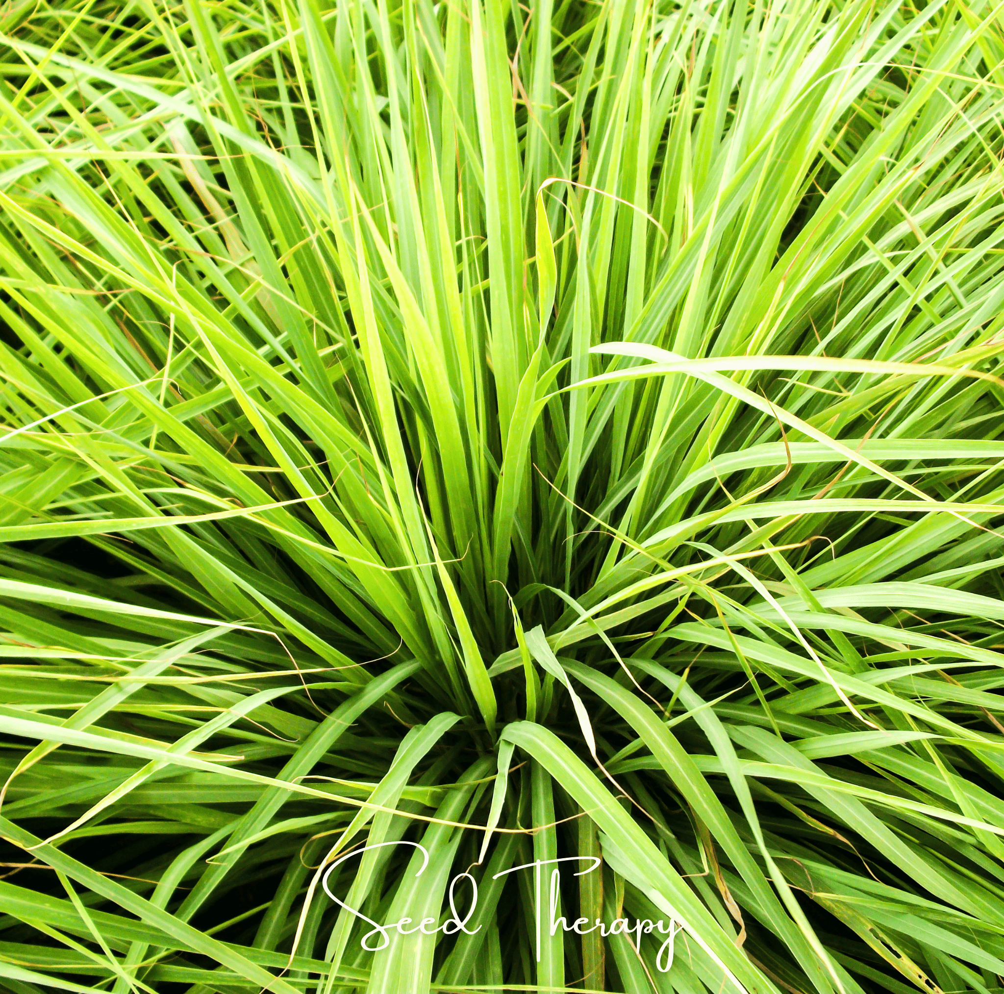 Lemon Grass (Cymbopogon flexuosus) - 100 Seeds seed packet from Seed Therapy – American - grown, heirloom seeds