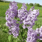 Lilac, Early Blooming (Syringa oblata) - 30 Seeds seed packet from Seed Therapy – American - grown, heirloom seeds