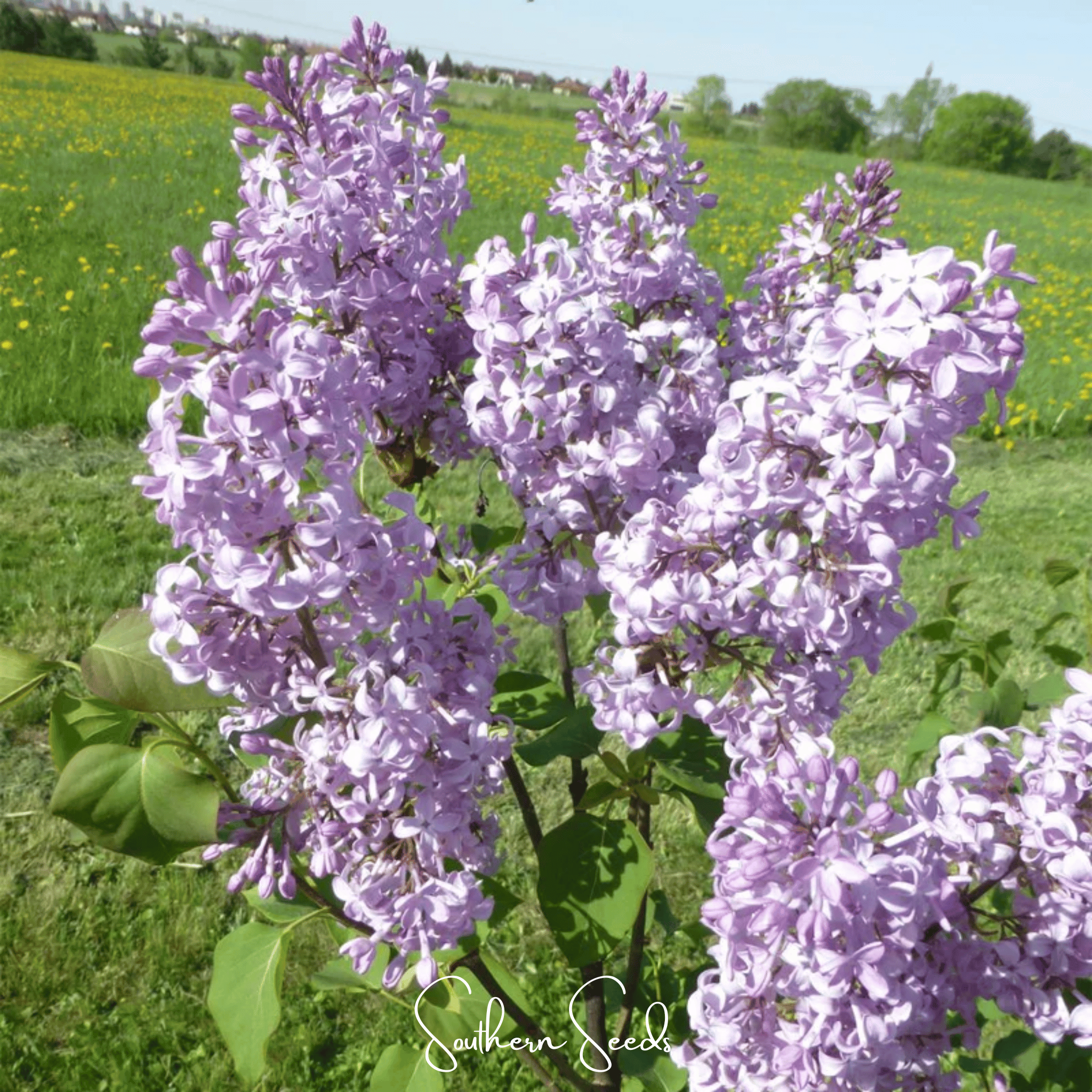 Lilac, Early Blooming (Syringa oblata) - 30 Seeds seed packet from Seed Therapy – American - grown, heirloom seeds
