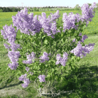 Lilac, Early Blooming (Syringa oblata) - 30 Seeds seed packet from Seed Therapy – American - grown, heirloom seeds