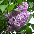 Lilac, Early Blooming (Syringa oblata) - 30 Seeds seed packet from Seed Therapy – American - grown, heirloom seeds