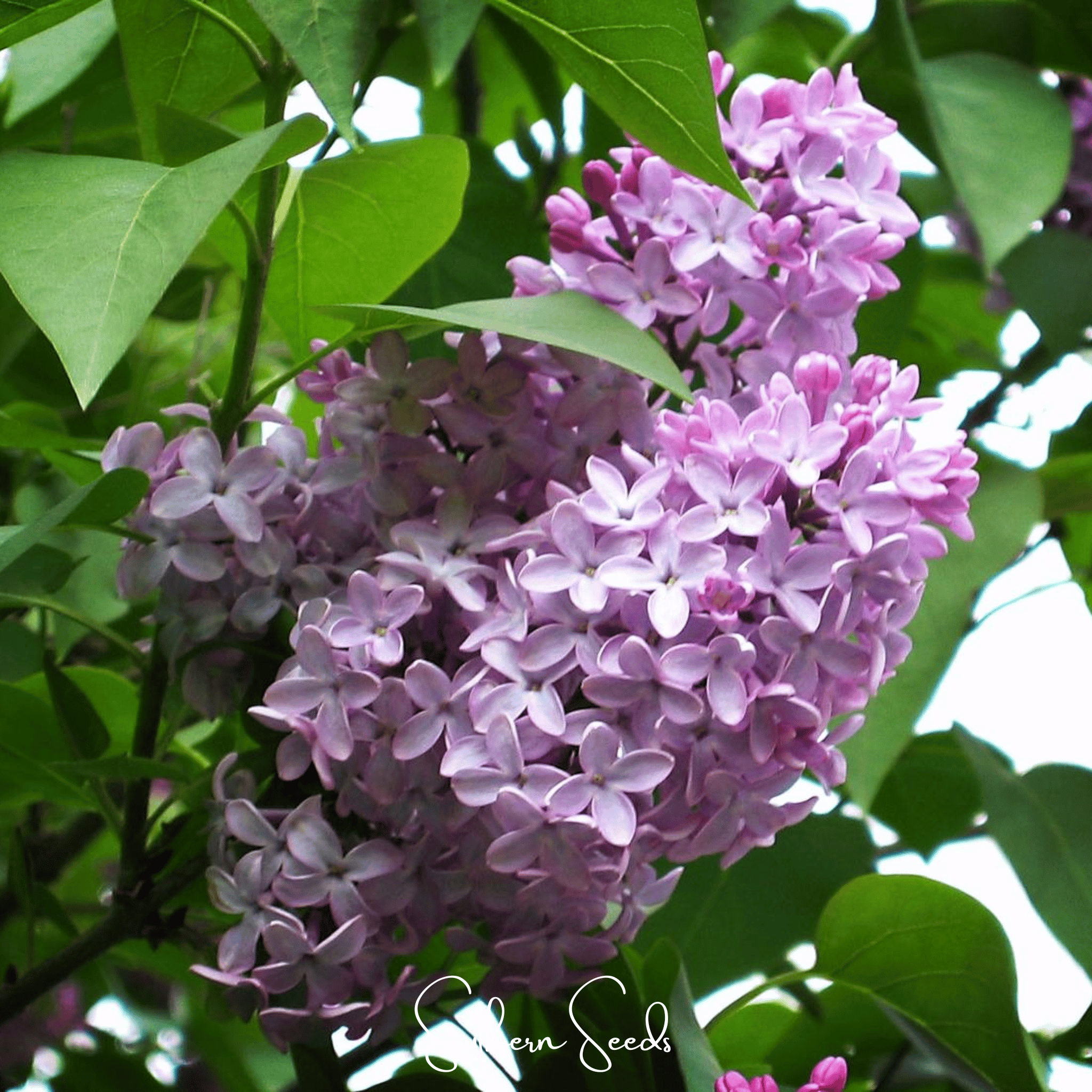 Lilac, Early Blooming (Syringa oblata) - 30 Seeds seed packet from Seed Therapy – American - grown, heirloom seeds