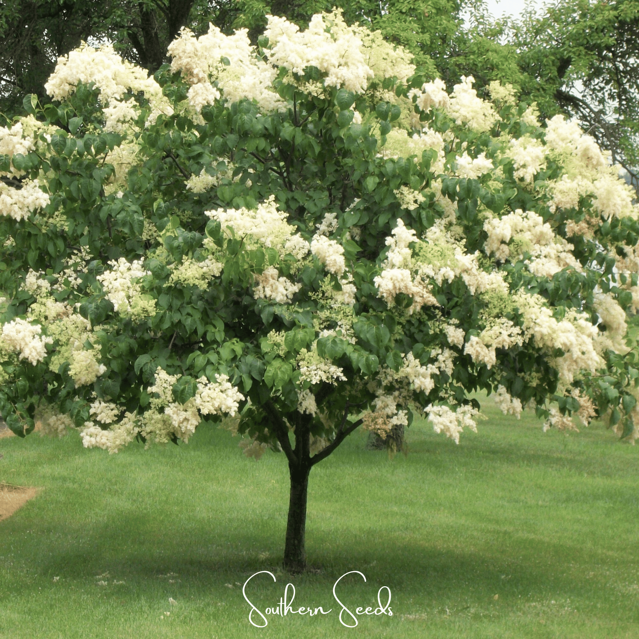 Lilac, Japanese Tree (Syringa reticulata) - 30 Seeds seed packet from Seed Therapy – American - grown, heirloom seeds