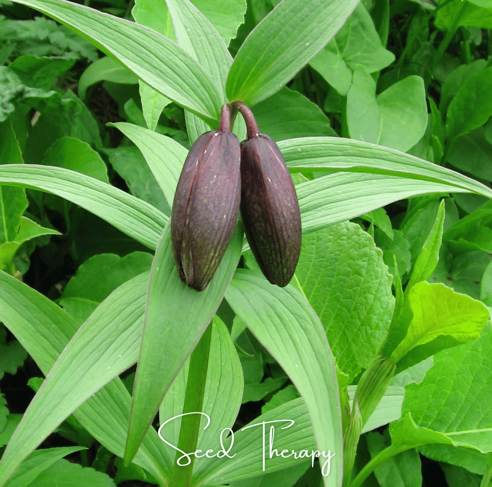 Lily, Chocolate (Fritillaria camschatcensis) - 10 Seeds seed packet from Seed Therapy – American - grown, heirloom seeds