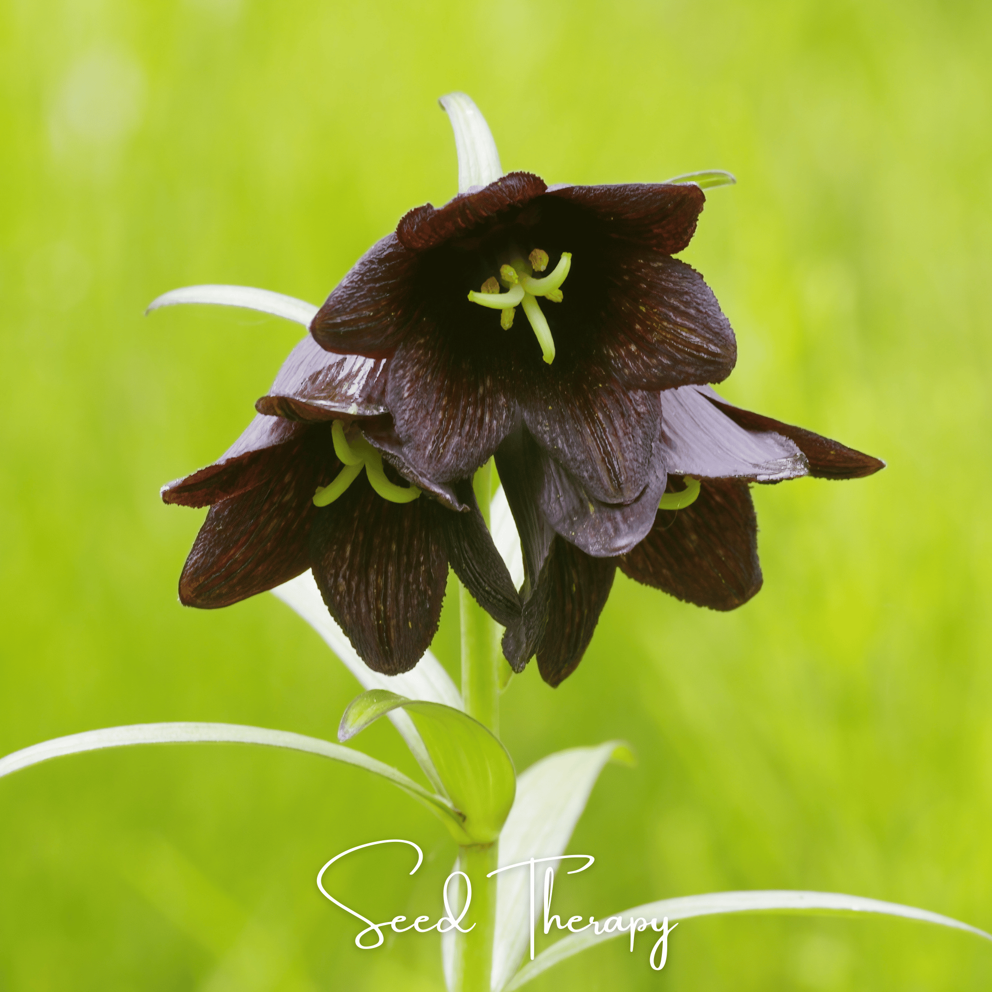 Lily, Chocolate (Fritillaria camschatcensis) - 10 Seeds seed packet from Seed Therapy – American - grown, heirloom seeds