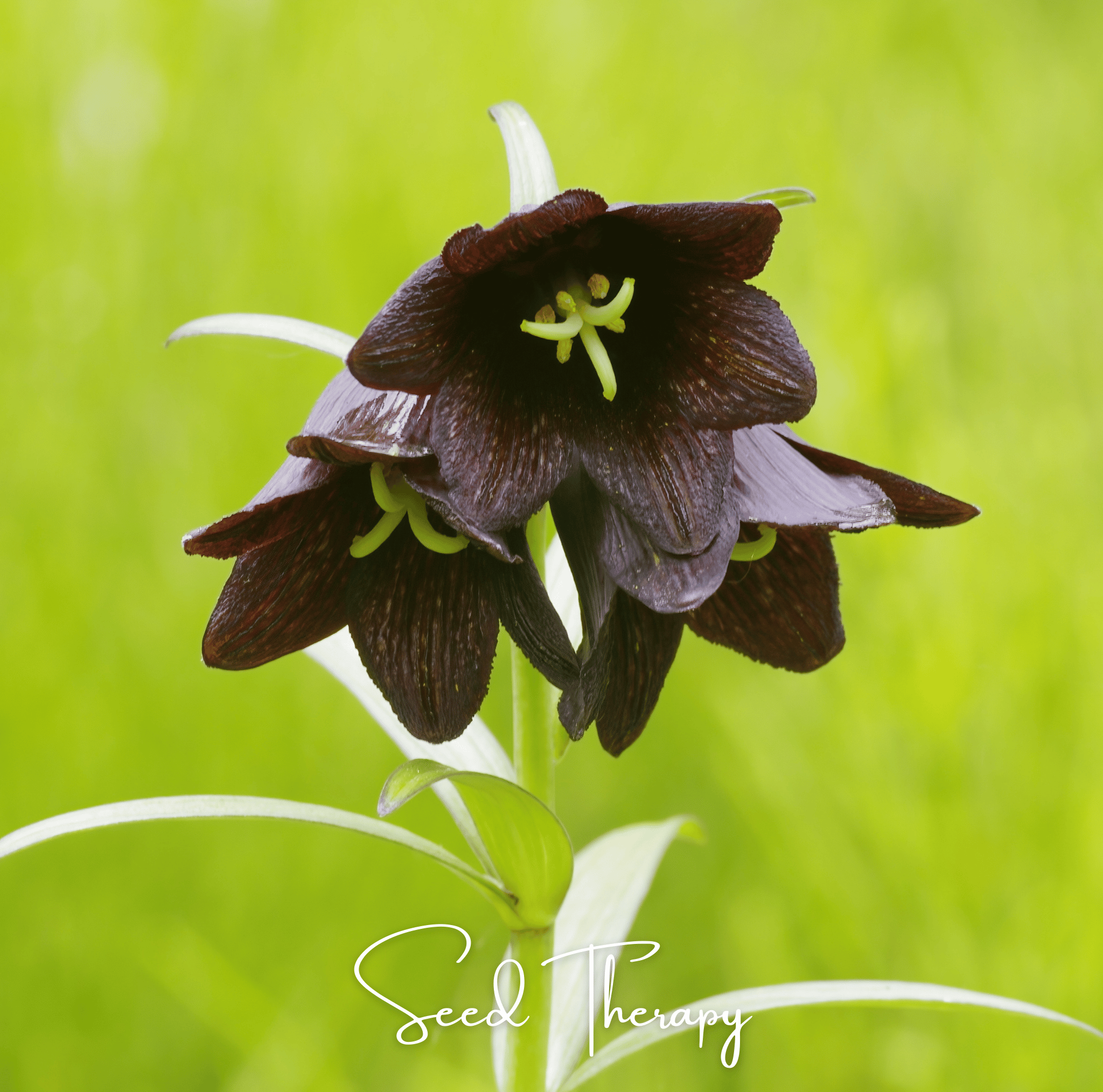 Lily, Chocolate (Fritillaria camschatcensis) - 10 Seeds seed packet from Seed Therapy – American - grown, heirloom seeds