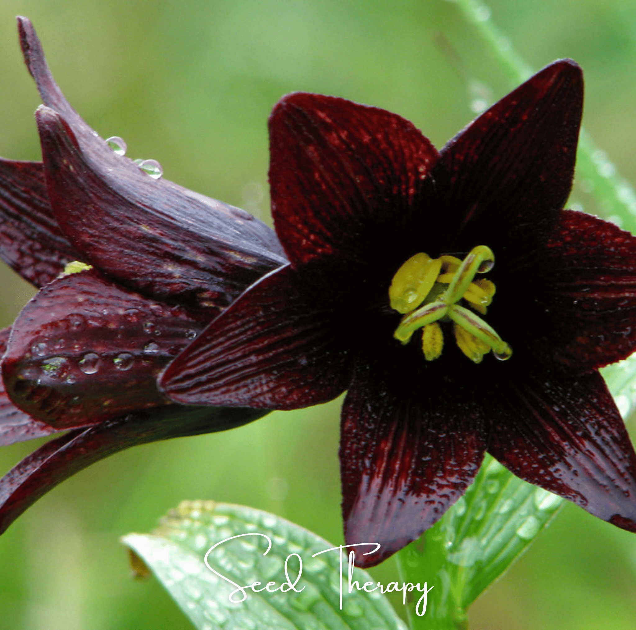 Lily, Chocolate (Fritillaria camschatcensis) - 10 Seeds seed packet from Seed Therapy – American - grown, heirloom seeds
