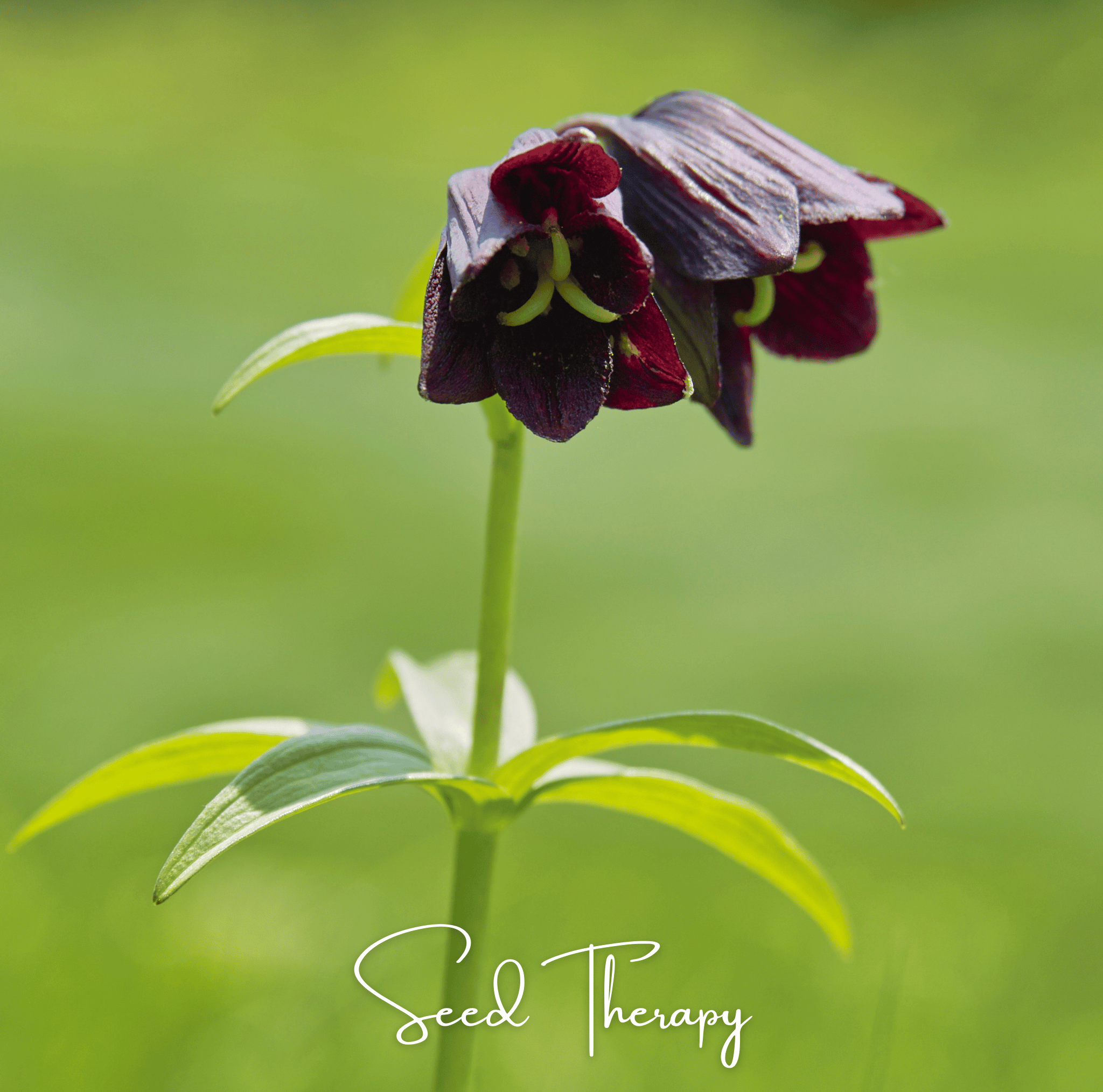 Lily, Chocolate (Fritillaria camschatcensis) - 10 Seeds seed packet from Seed Therapy – American - grown, heirloom seeds