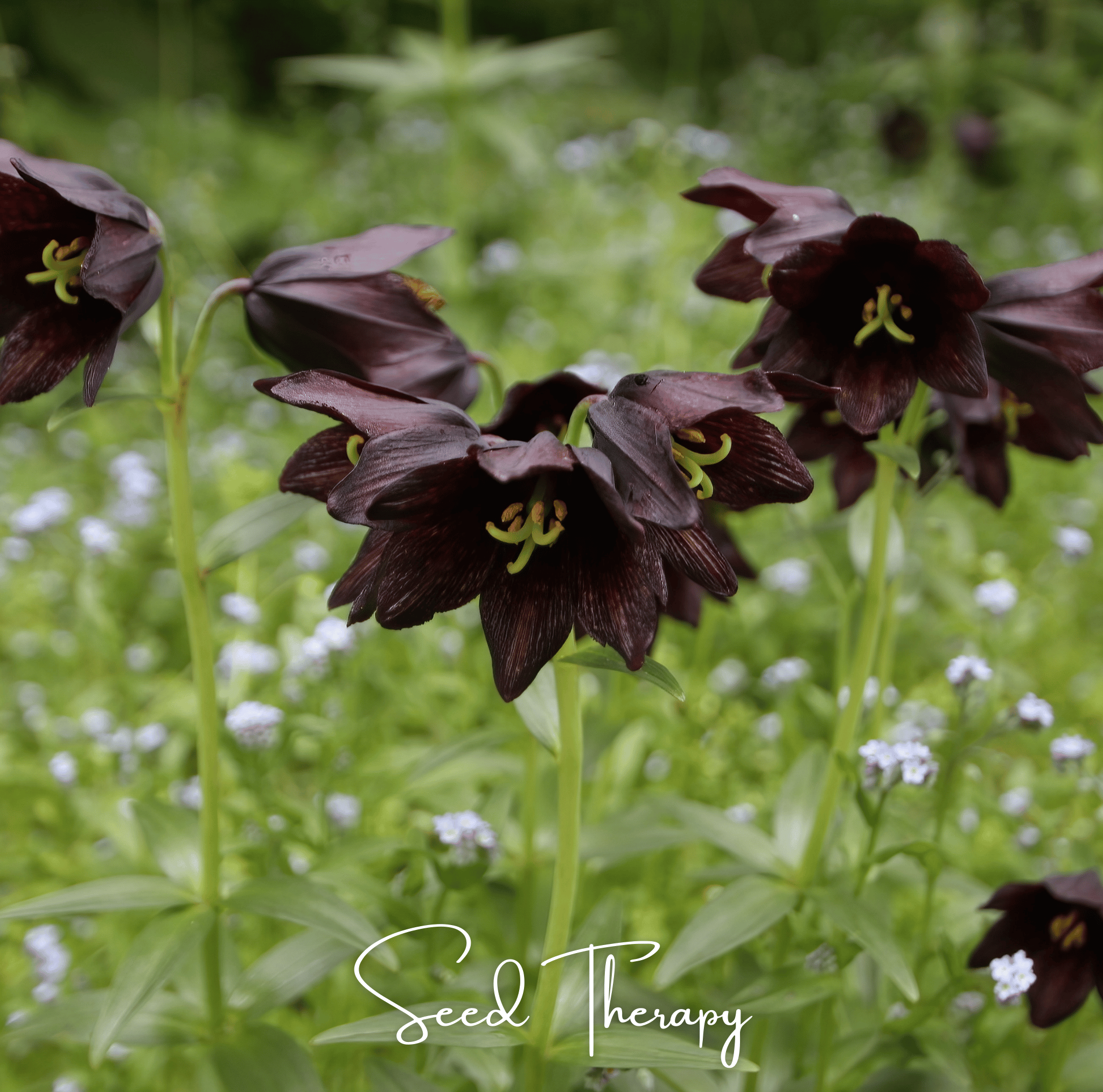 Lily, Chocolate (Fritillaria camschatcensis) - 10 Seeds seed packet from Seed Therapy – American - grown, heirloom seeds