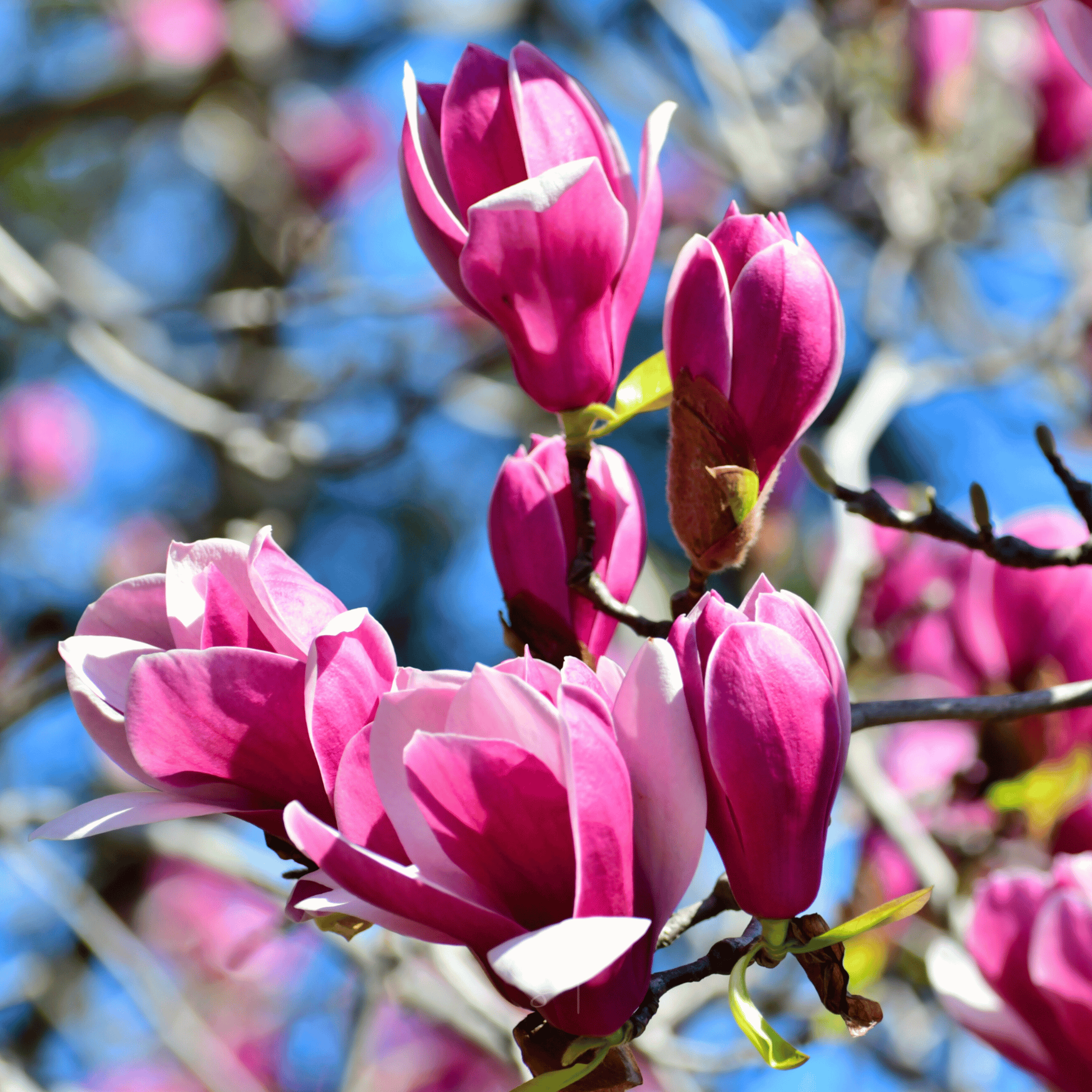 Lily Magnolia - 10 Seeds seed packet from Seed Therapy – American - grown, heirloom seeds