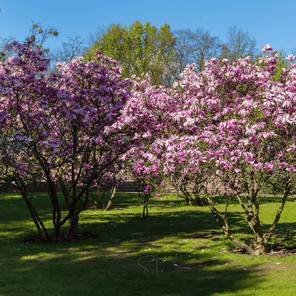 lavender magnolia tree Lily Magnolia - 10 Seeds