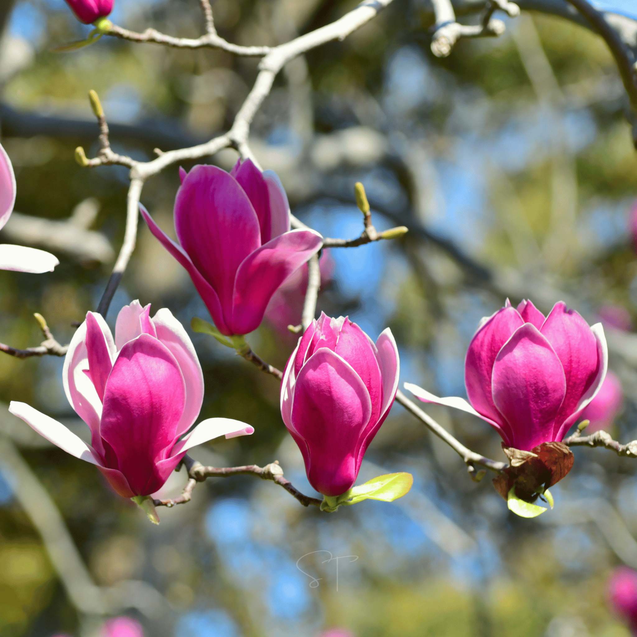 Lily Magnolia - 10 Seeds seed packet from Seed Therapy – American - grown, heirloom seeds