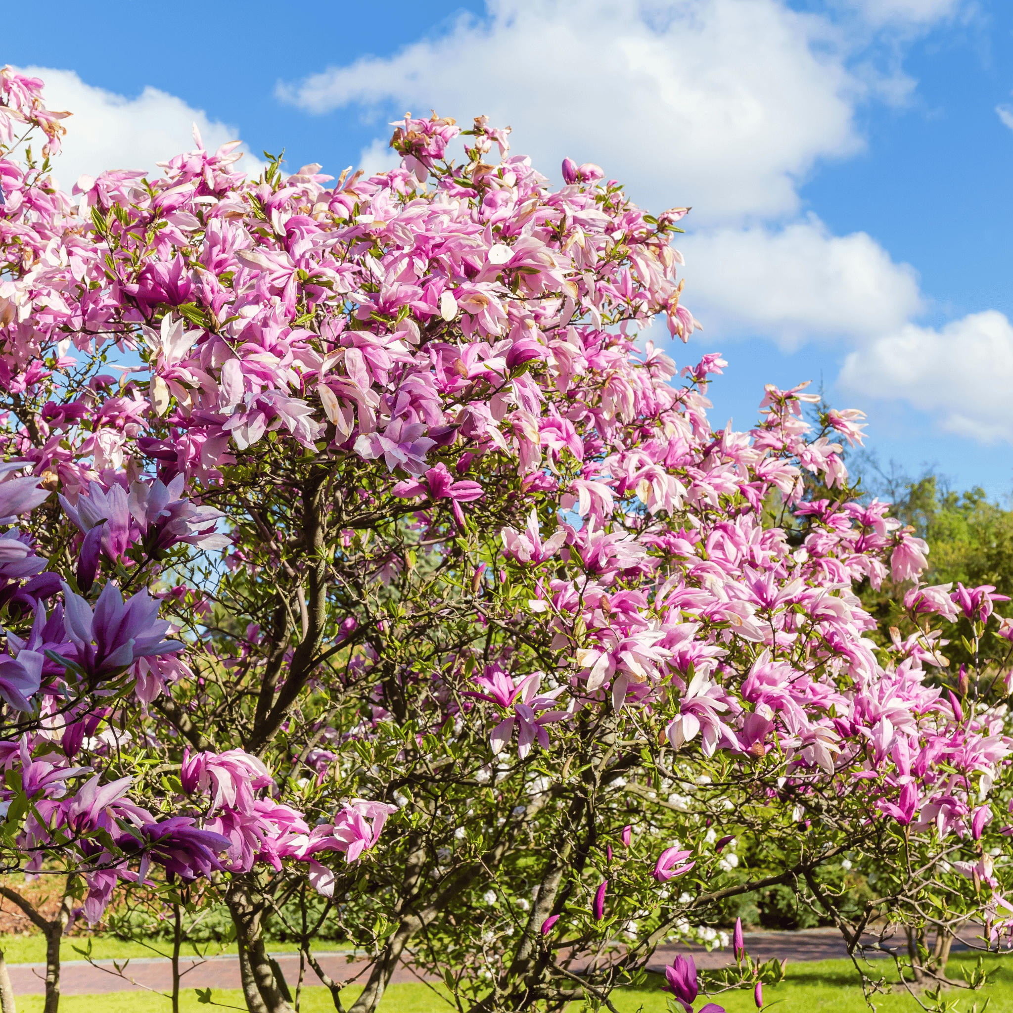 Lily Magnolia - 10 Seeds seed packet from Seed Therapy – American - grown, heirloom seeds