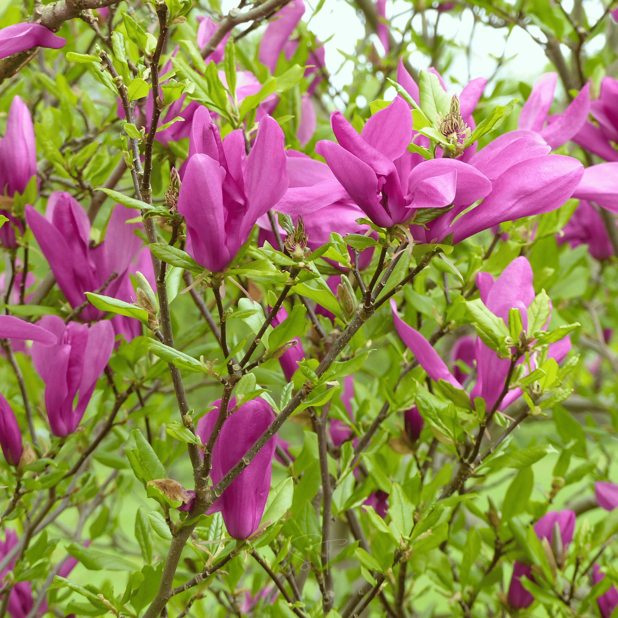 Lily Magnolia - 10 Seeds seed packet from Seed Therapy – American - grown, heirloom seeds