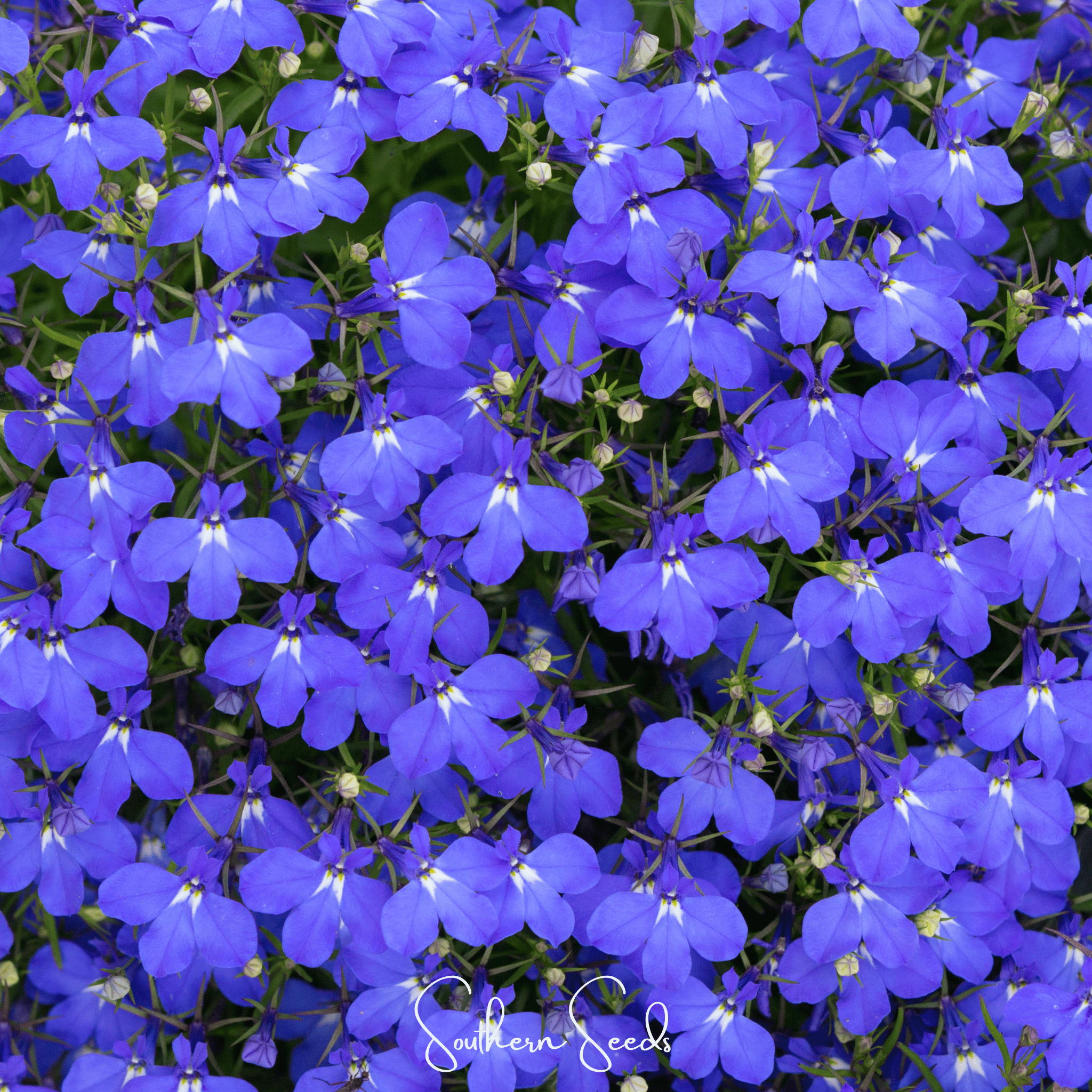 Lobelia, Blue Carpet (Lobelia erinus) - 100 Seeds seed packet from Seed Therapy – American - grown, heirloom seeds