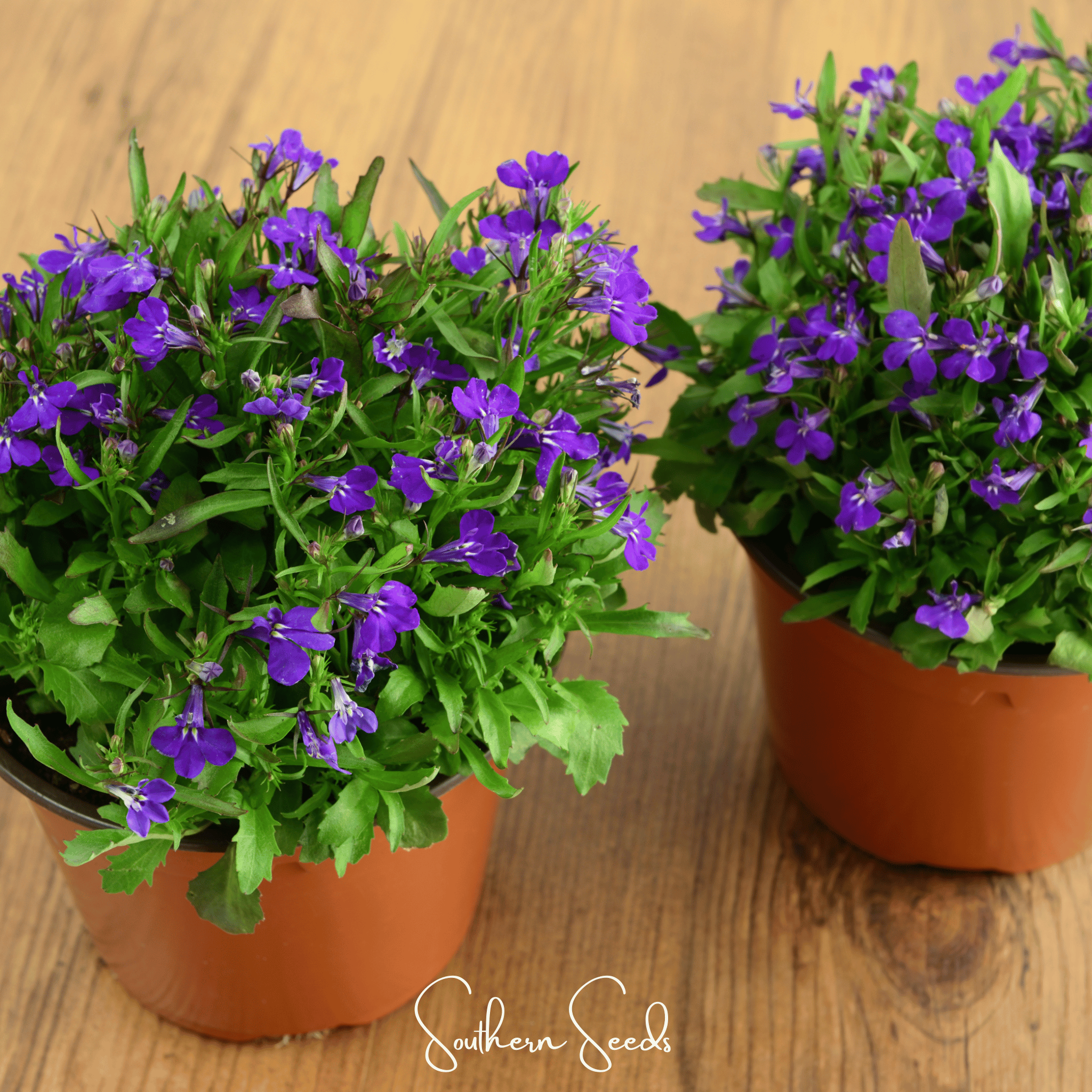 Lobelia, Blue Carpet (Lobelia erinus) - 100 Seeds seed packet from Seed Therapy – American - grown, heirloom seeds