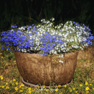 Lobelia, Blue Carpet (Lobelia erinus) - 100 Seeds seed packet from Seed Therapy – American - grown, heirloom seeds