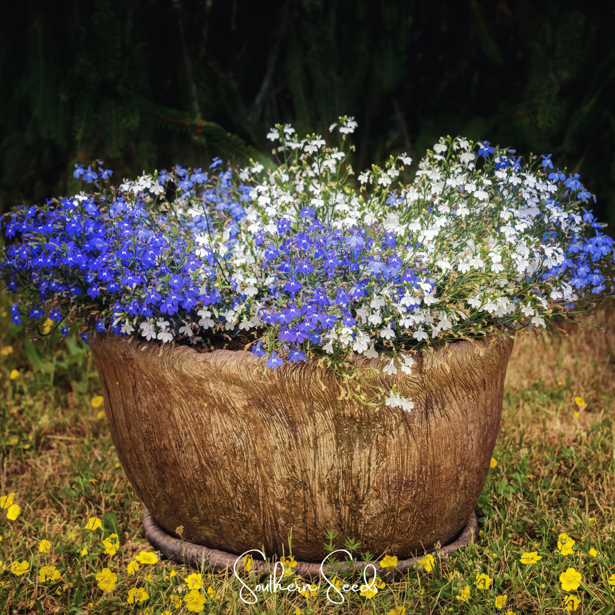 Lobelia, Blue Carpet (Lobelia erinus) - 100 Seeds seed packet from Seed Therapy – American - grown, heirloom seeds
