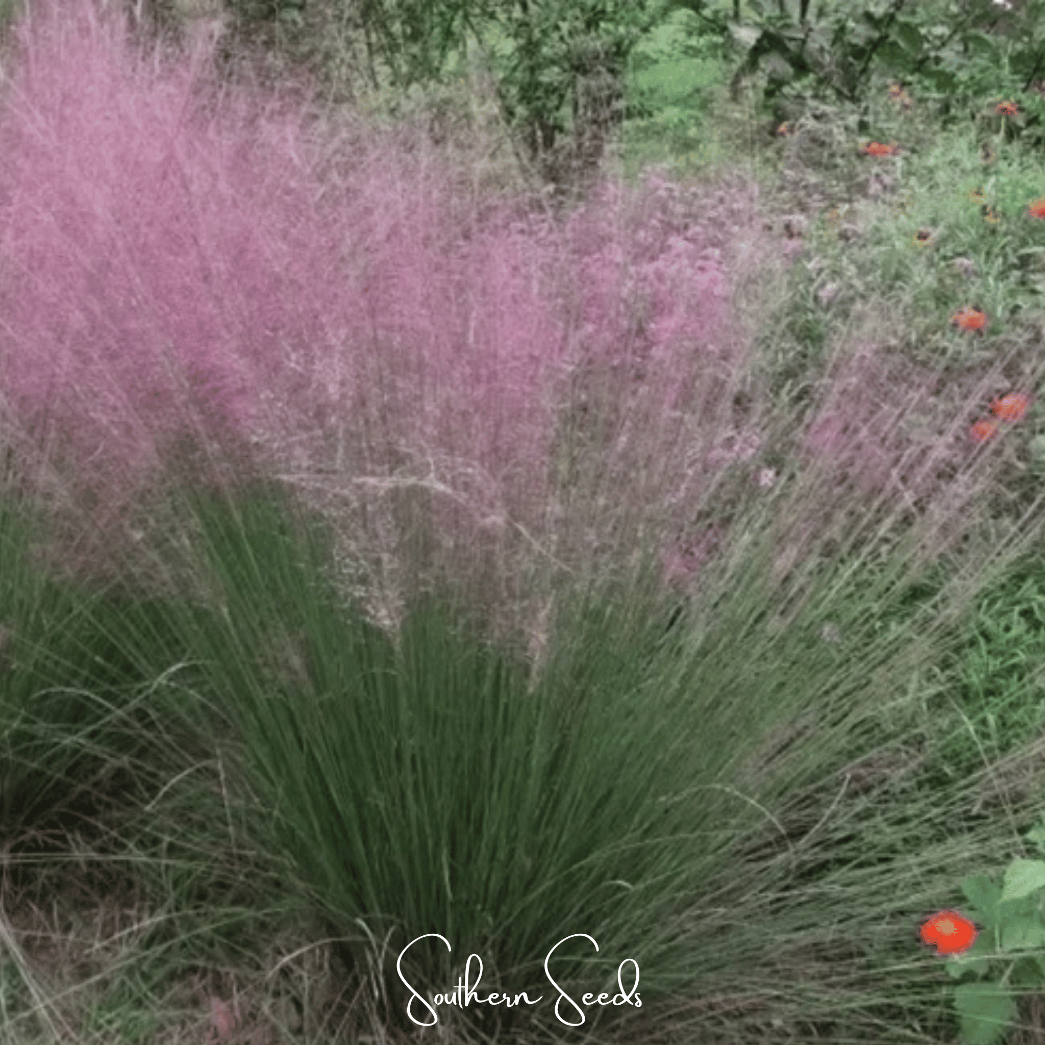 Love Grass, Purple (Eragrostis spectabilis) - 50 Seeds seed packet from Seed Therapy – American - grown, heirloom seeds