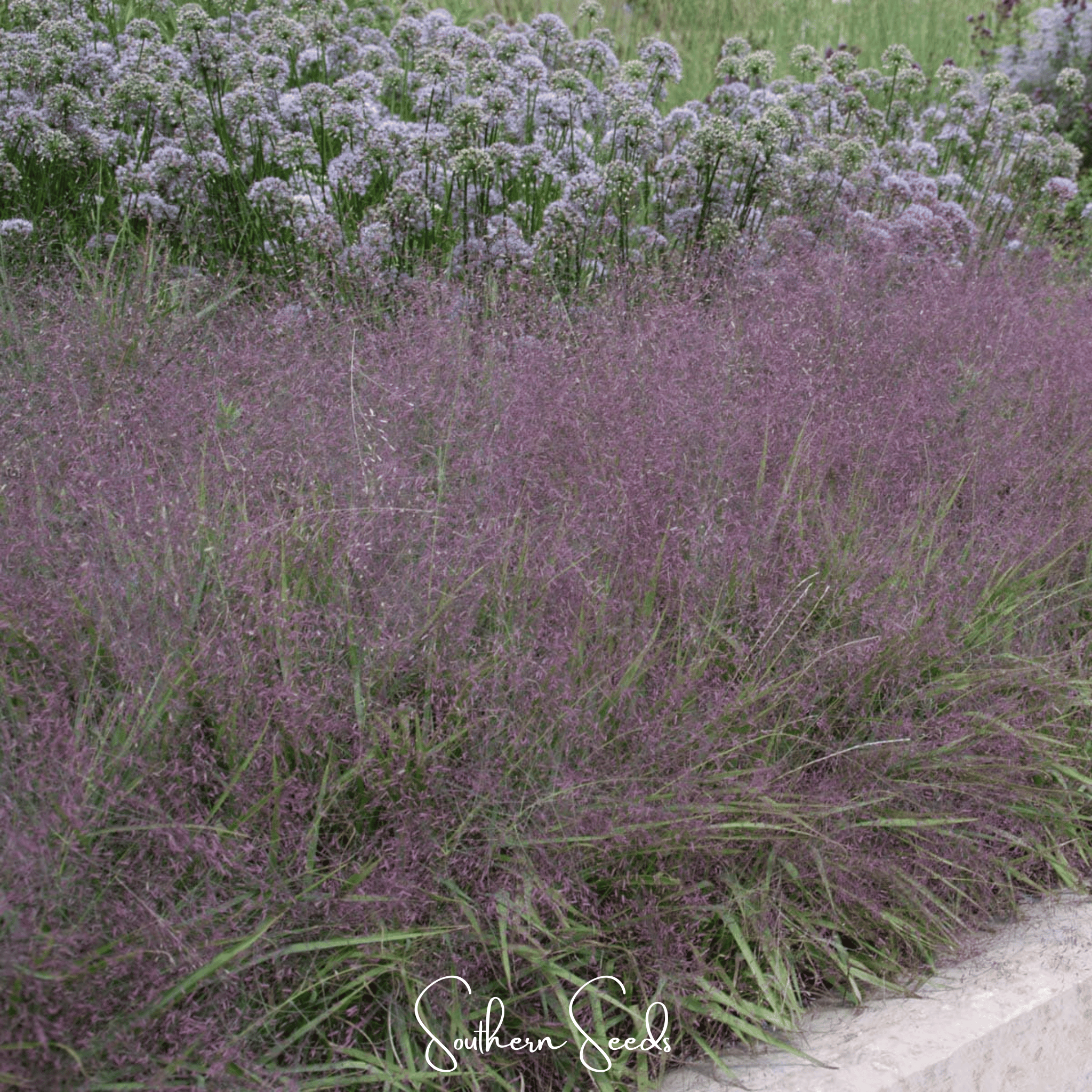 Love Grass, Purple (Eragrostis spectabilis) - 50 Seeds seed packet from Seed Therapy – American - grown, heirloom seeds