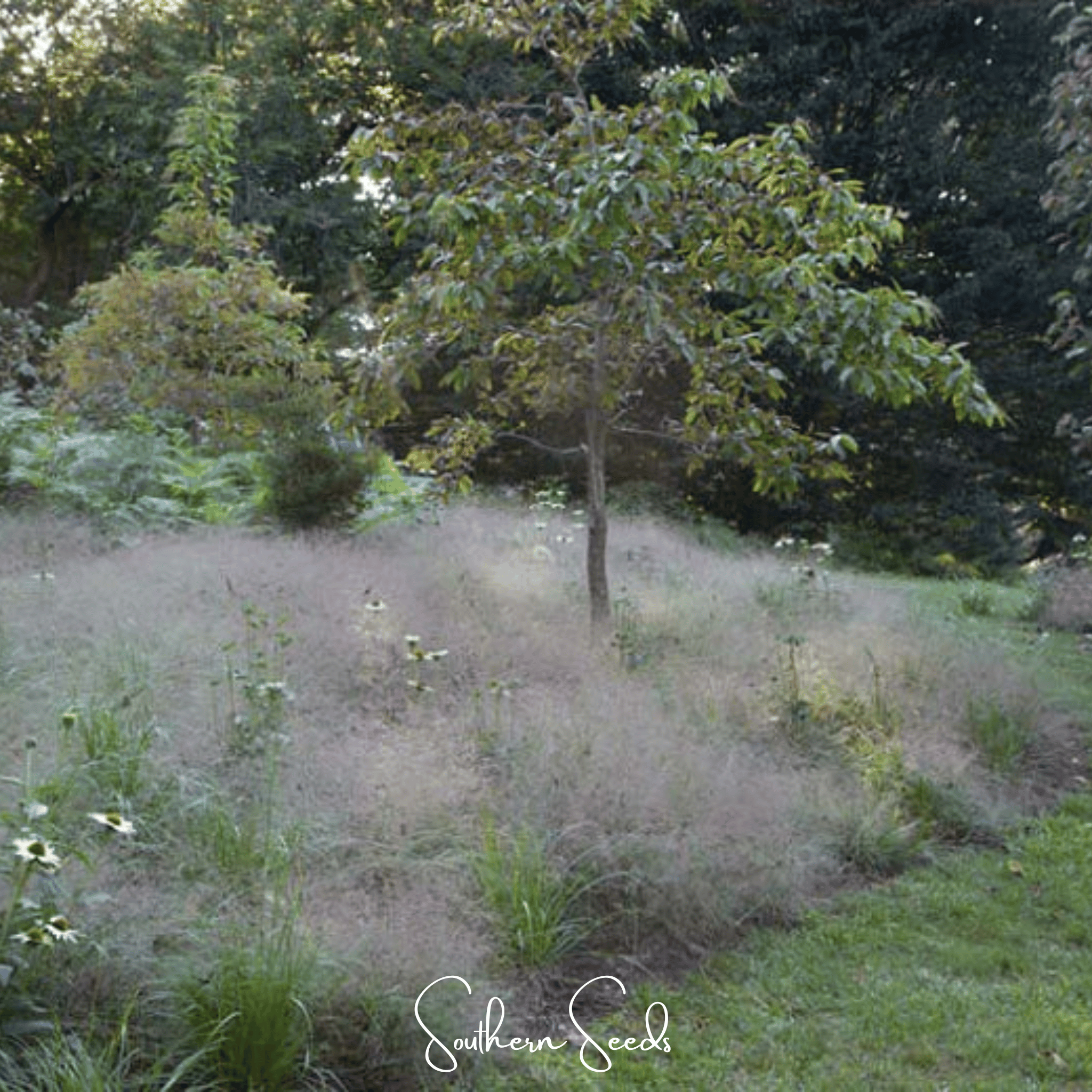 Love Grass, Purple (Eragrostis spectabilis) - 50 Seeds seed packet from Seed Therapy – American - grown, heirloom seeds