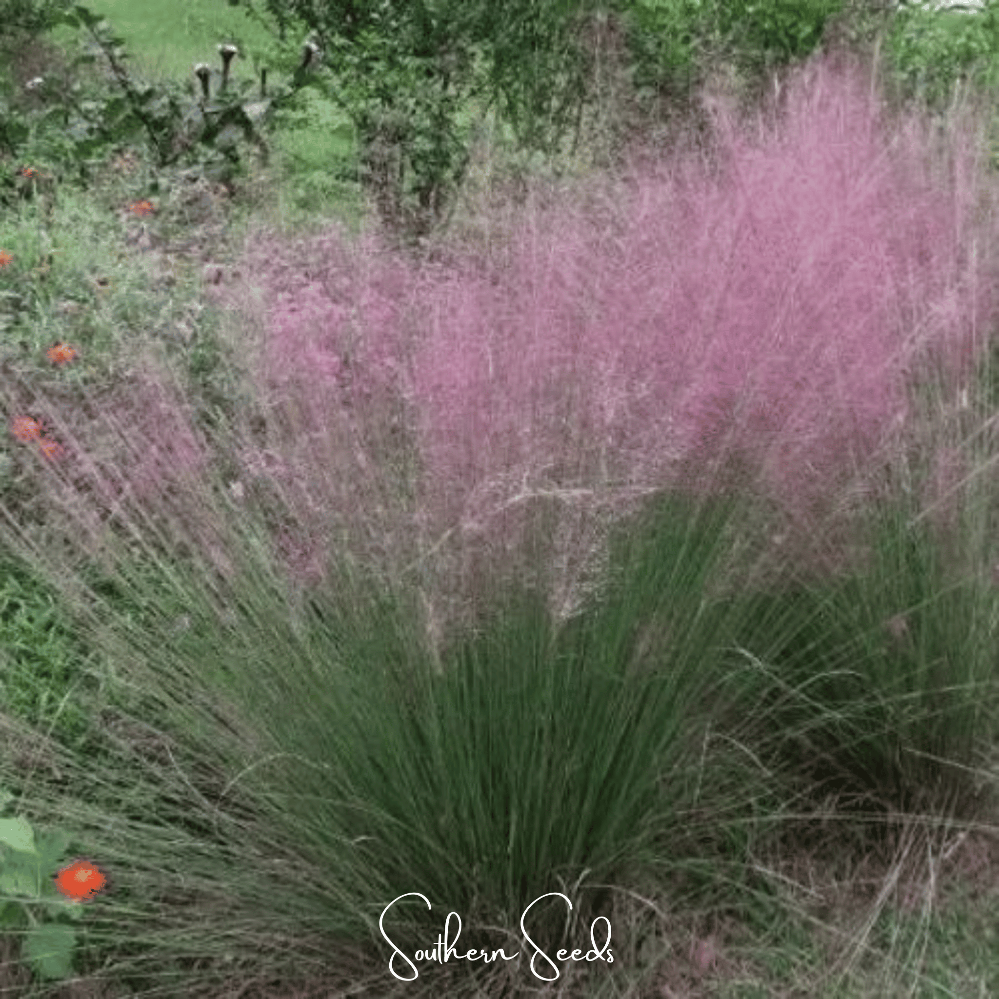 Love Grass, Purple (Eragrostis spectabilis) - 50 Seeds seed packet from Seed Therapy – American - grown, heirloom seeds