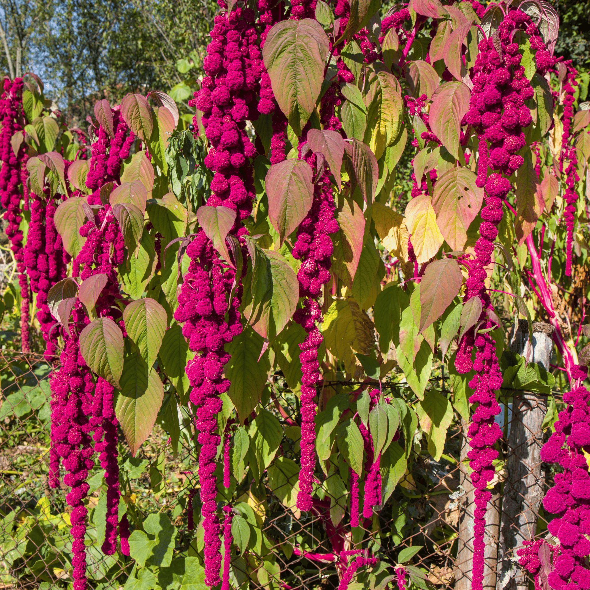 Love Lies Bleeding Amaranth – 250 Seeds seed packet from Seed Therapy – American - grown, heirloom seeds