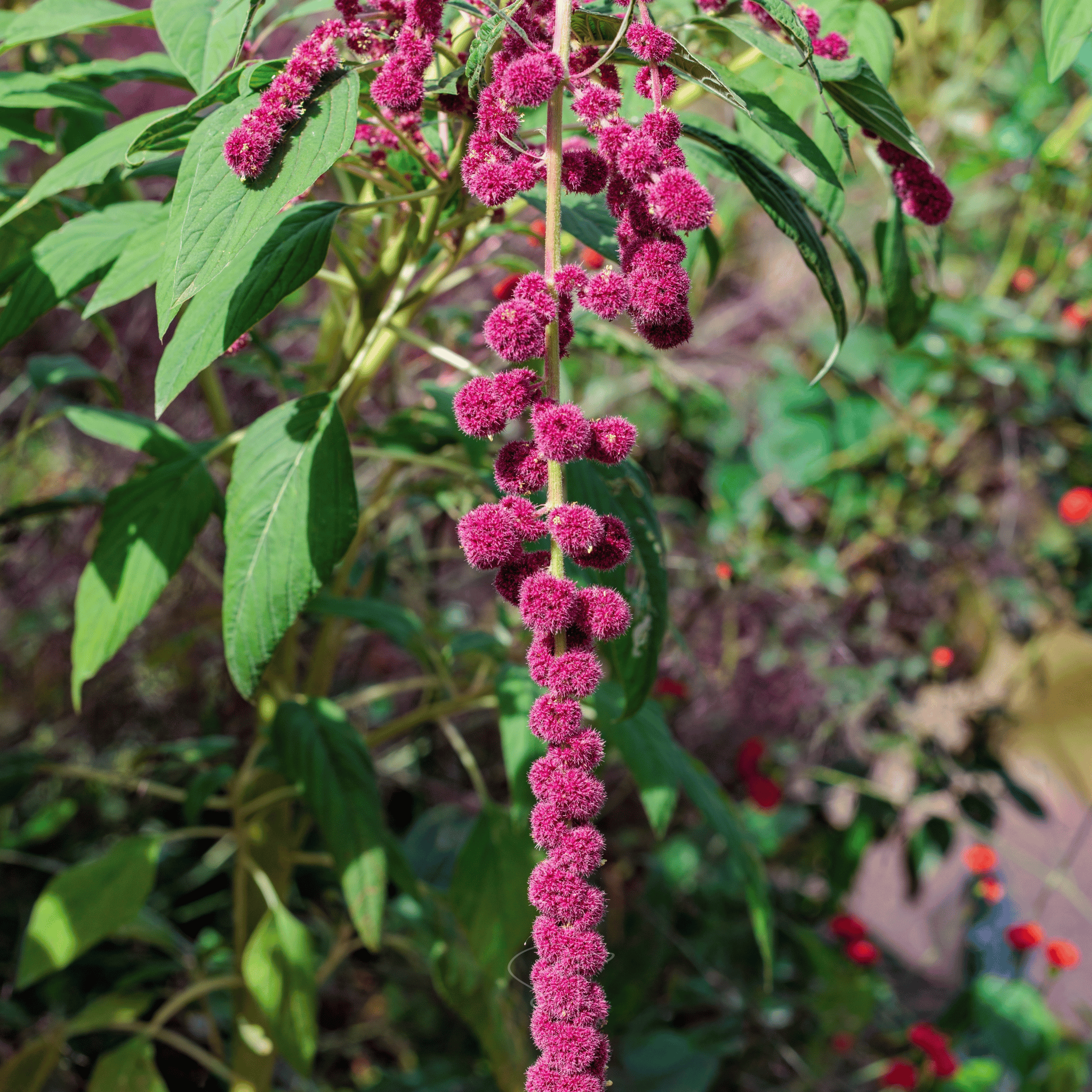 Love Lies Bleeding Amaranth – 250 Seeds seed packet from Seed Therapy – American - grown, heirloom seeds