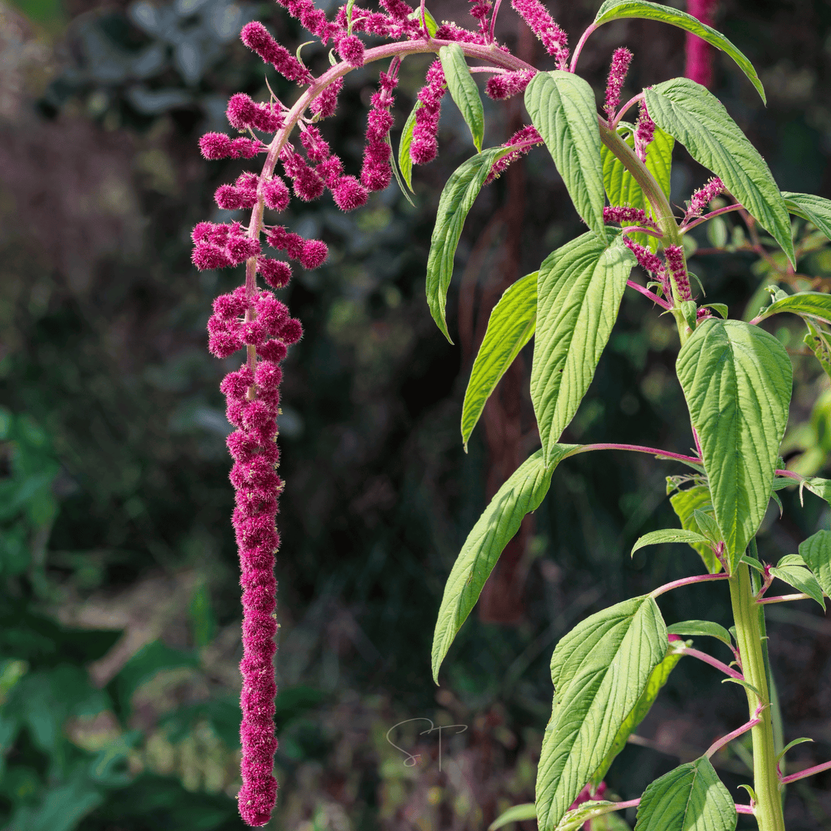 Love Lies Bleeding (Amaranthus caudatus) - 250 Seeds - Seed Therapy   Southern Seeds