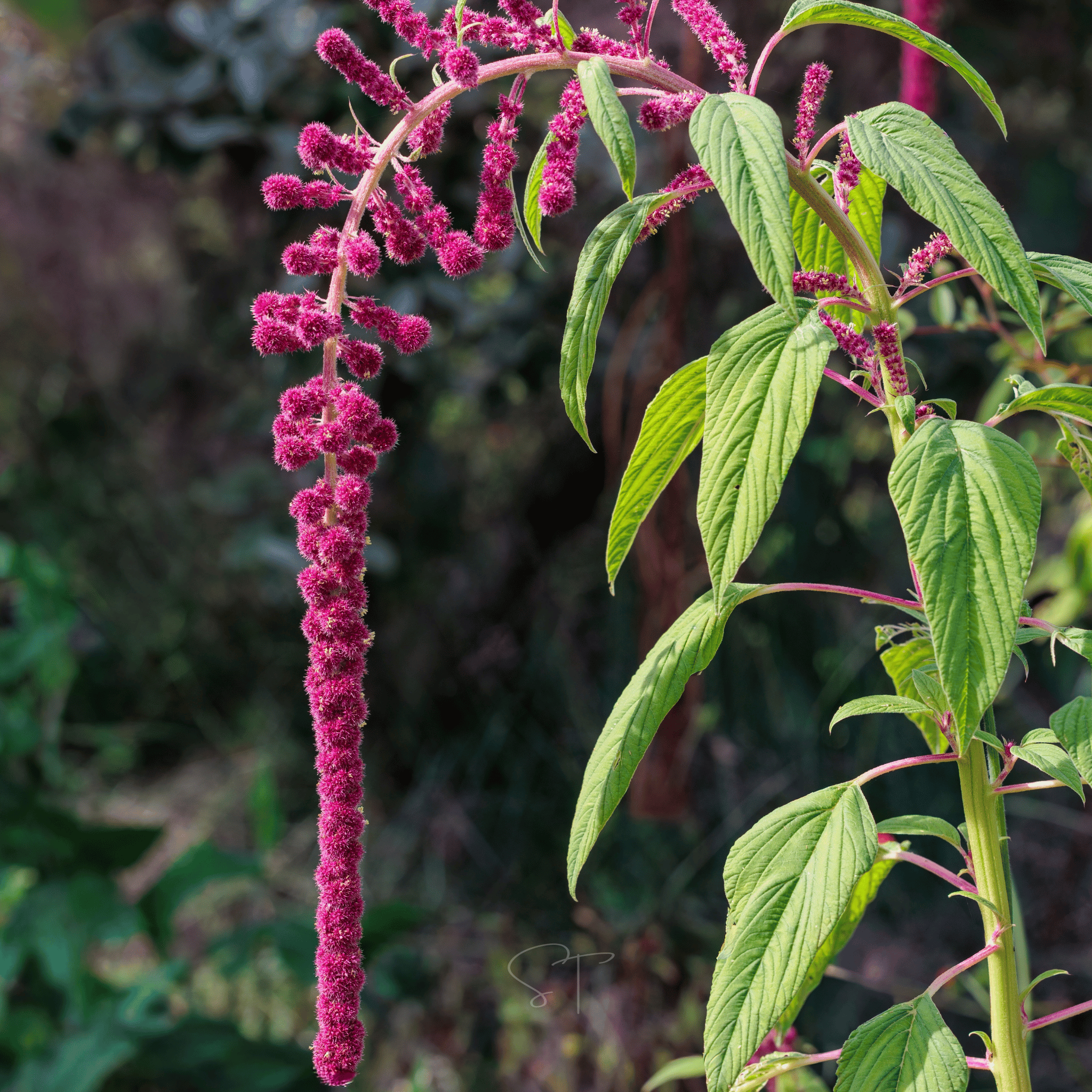 Love Lies Bleeding Amaranth – 250 Seeds seed packet from Seed Therapy – American - grown, heirloom seeds