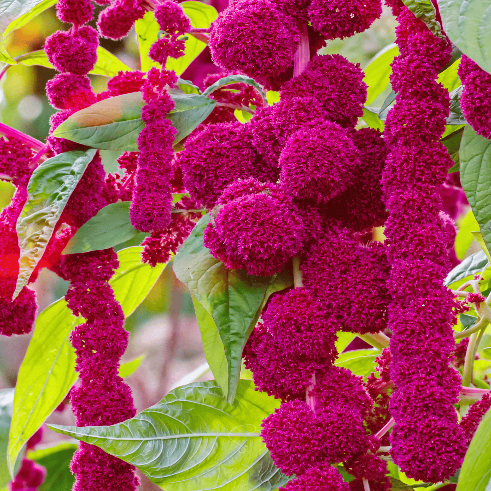 Love Lies Bleeding Amaranth – 250 Seeds seed packet from Seed Therapy – American - grown, heirloom seeds