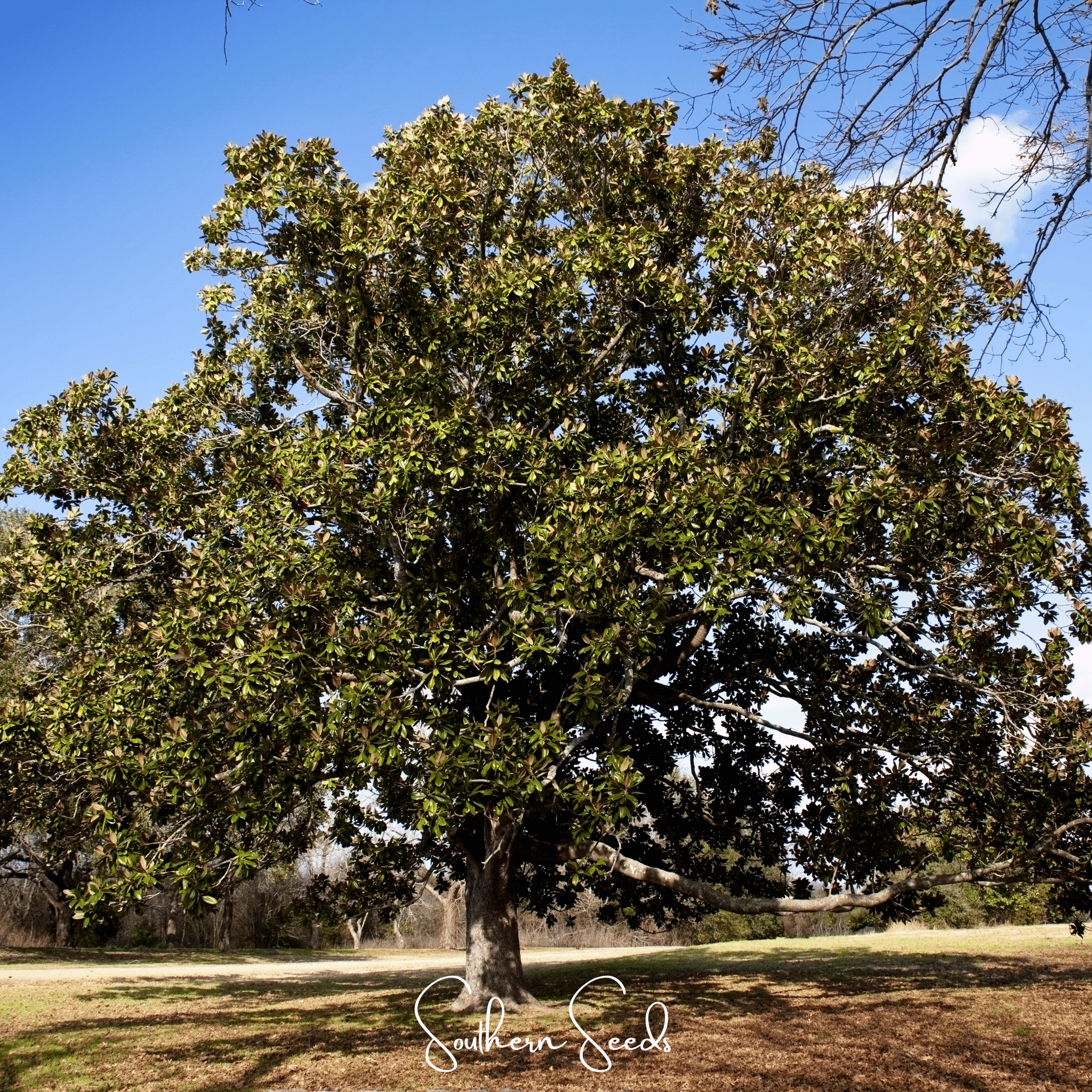 Magnolia, Southern (Magnolia grandiflora) - 5 Seeds seed packet from Seed Therapy – American - grown, heirloom seeds
