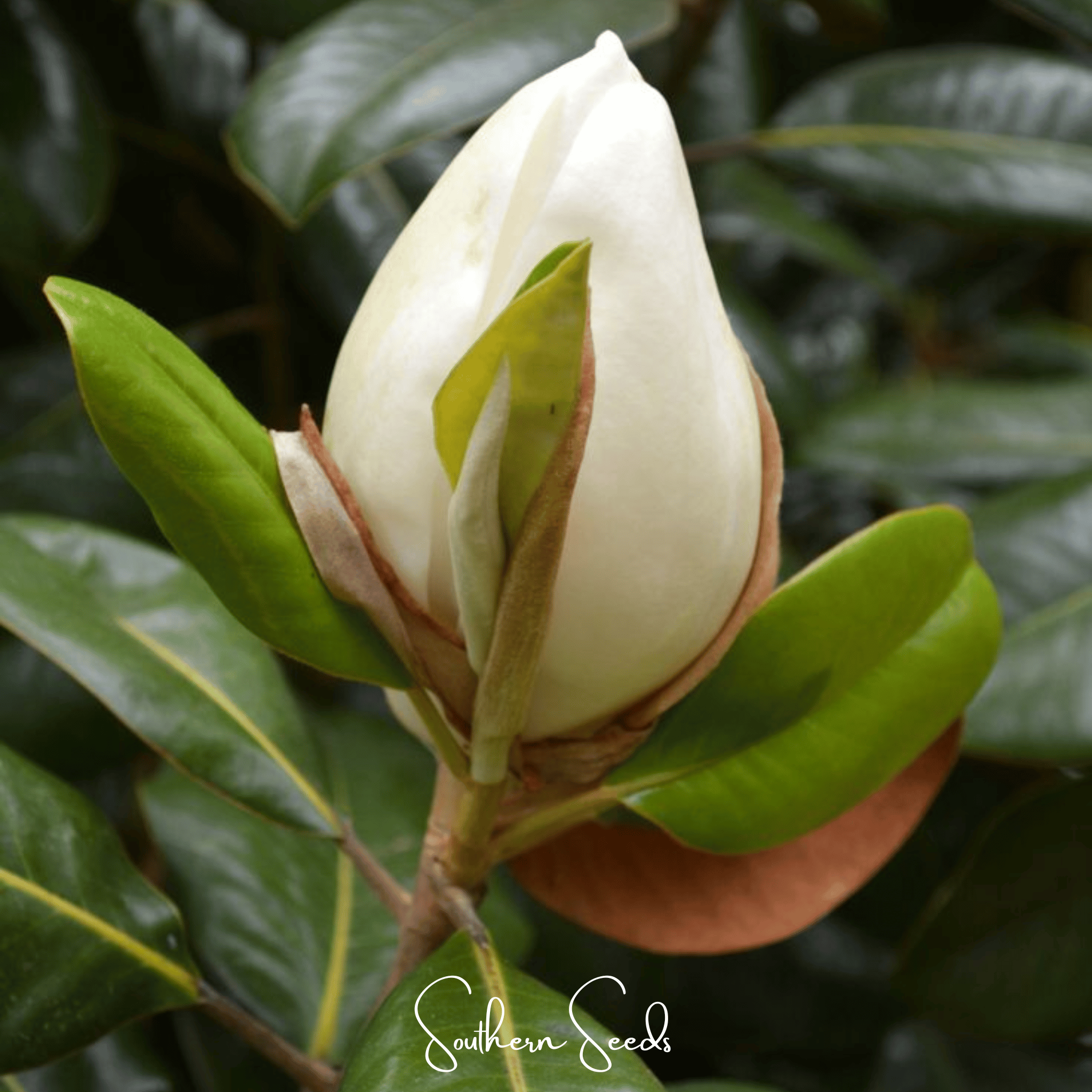 Magnolia, Southern (Magnolia grandiflora) - 5 Seeds seed packet from Seed Therapy – American - grown, heirloom seeds