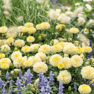 Marigold African, Moonlight (Tagetes patula) - 50 Seeds seed packet from Seed Therapy – American - grown, heirloom seeds