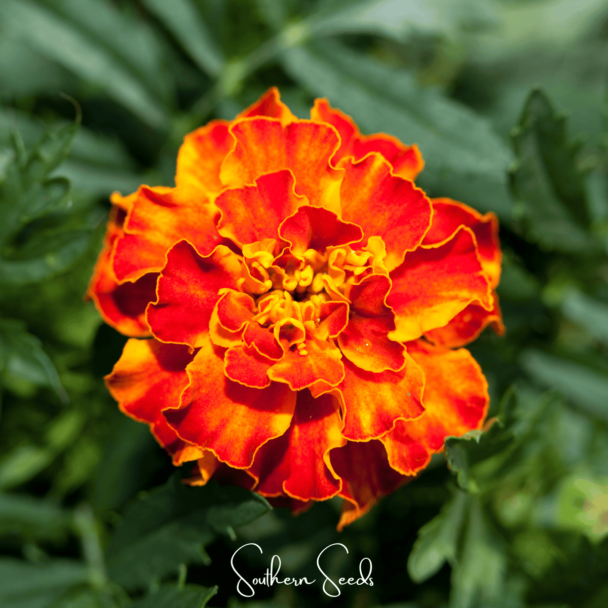 marigold seed tape Marigold French, Bolero (Tagetes patula) - 50 Seeds