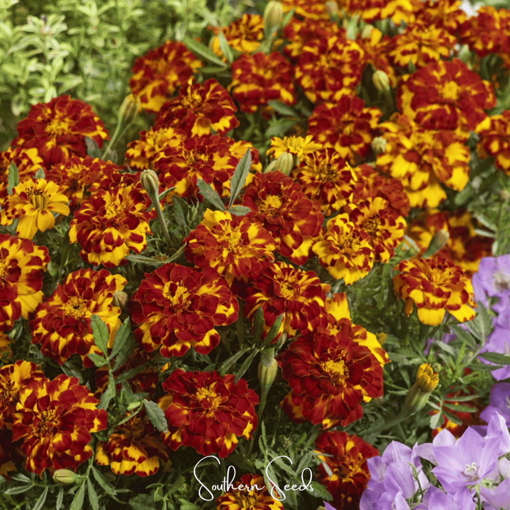 Marigold French, Bolero (Tagetes patula) - 50 Seeds seed packet from Seed Therapy – American - grown, heirloom seeds