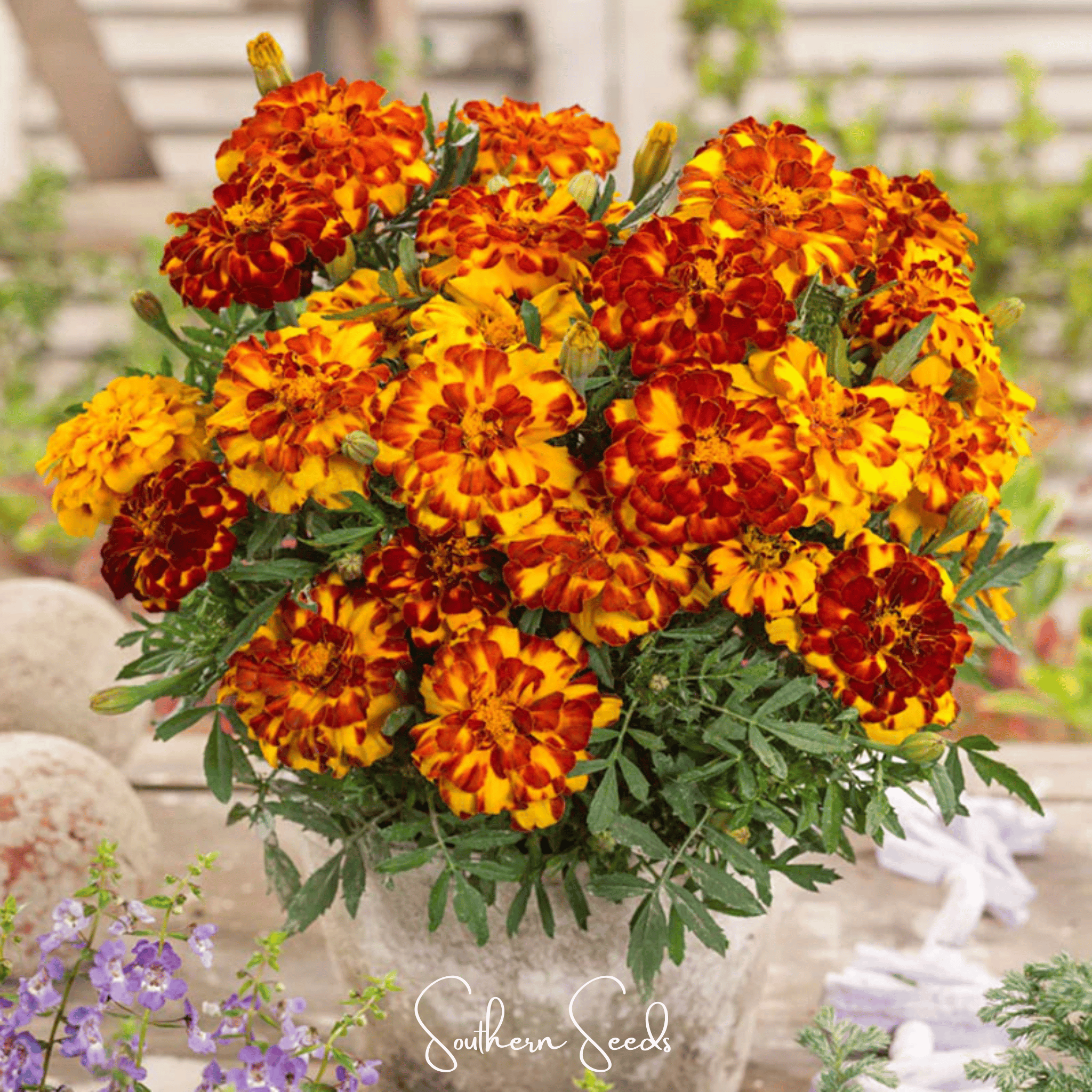 Marigold French, Bolero (Tagetes patula) - 50 Seeds seed packet from Seed Therapy – American - grown, heirloom seeds